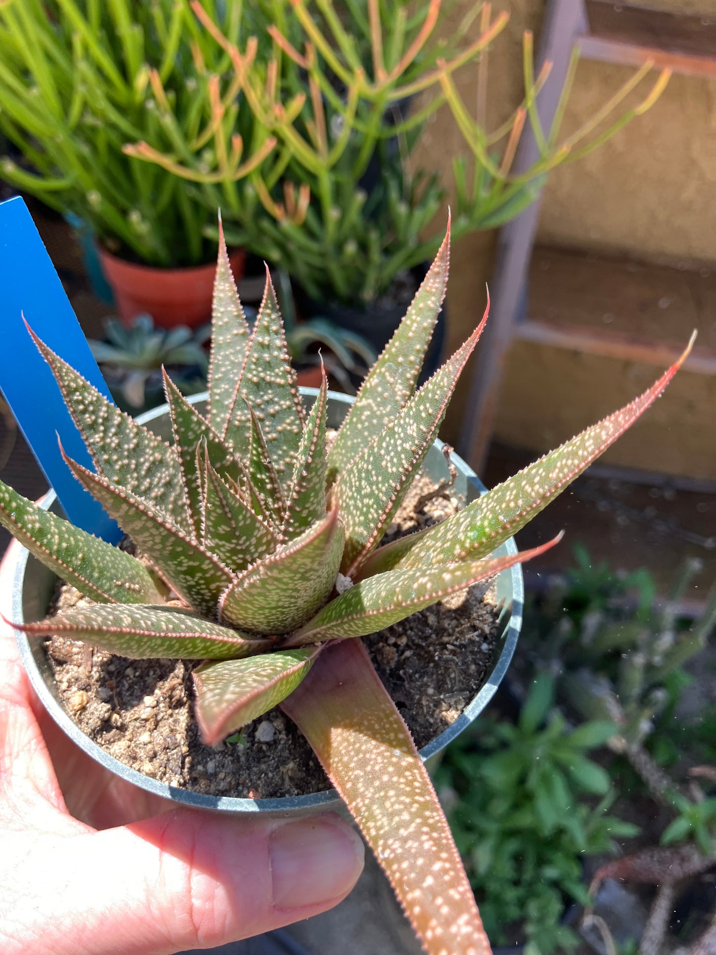 Guinea-fowl aloe  Aristaloe aristata 4”Wide #41B