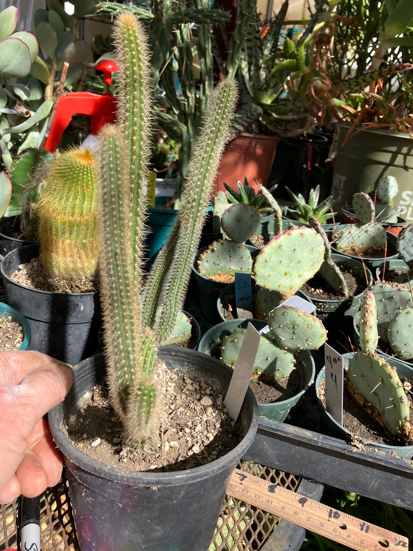 Corryocactus erectus "Red Hot Chili Poker" 10"Tall 6"Wide #010W