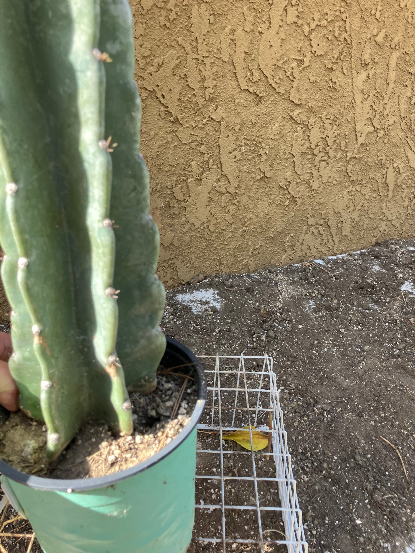 Cereus Peruvianus Night Blooming 17”Tall