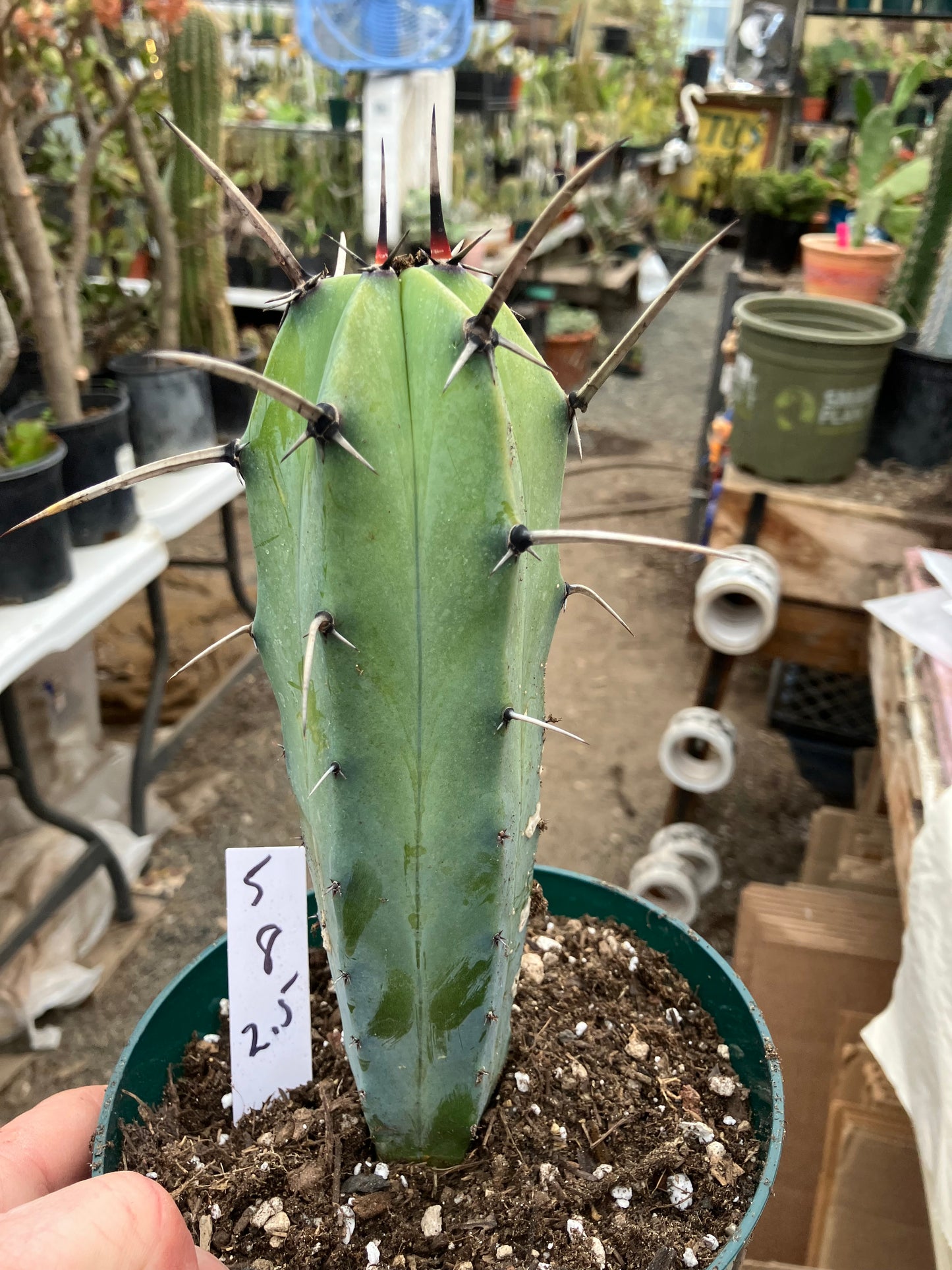Myrtillocactus cochal Candelabra Cactus 8"Tall 2.5" Wide #5W