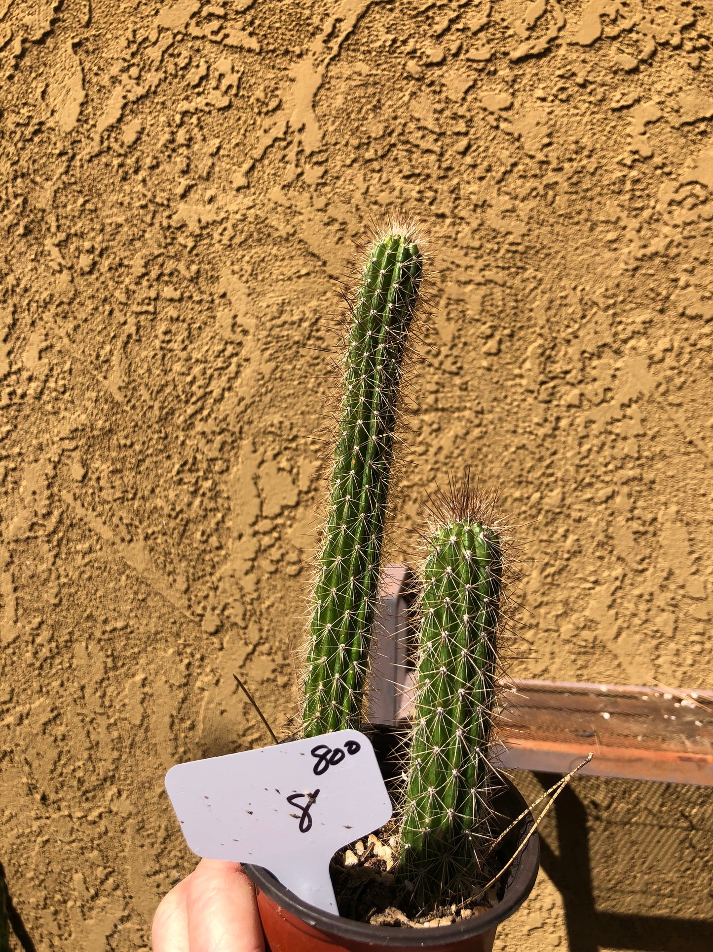 Echinocereus pensilis Snake Cactus Plant 8"Tall #80W