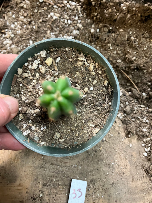 San Pedro Cactus - Trichocereus pachanoi 3.5" Tall #33W