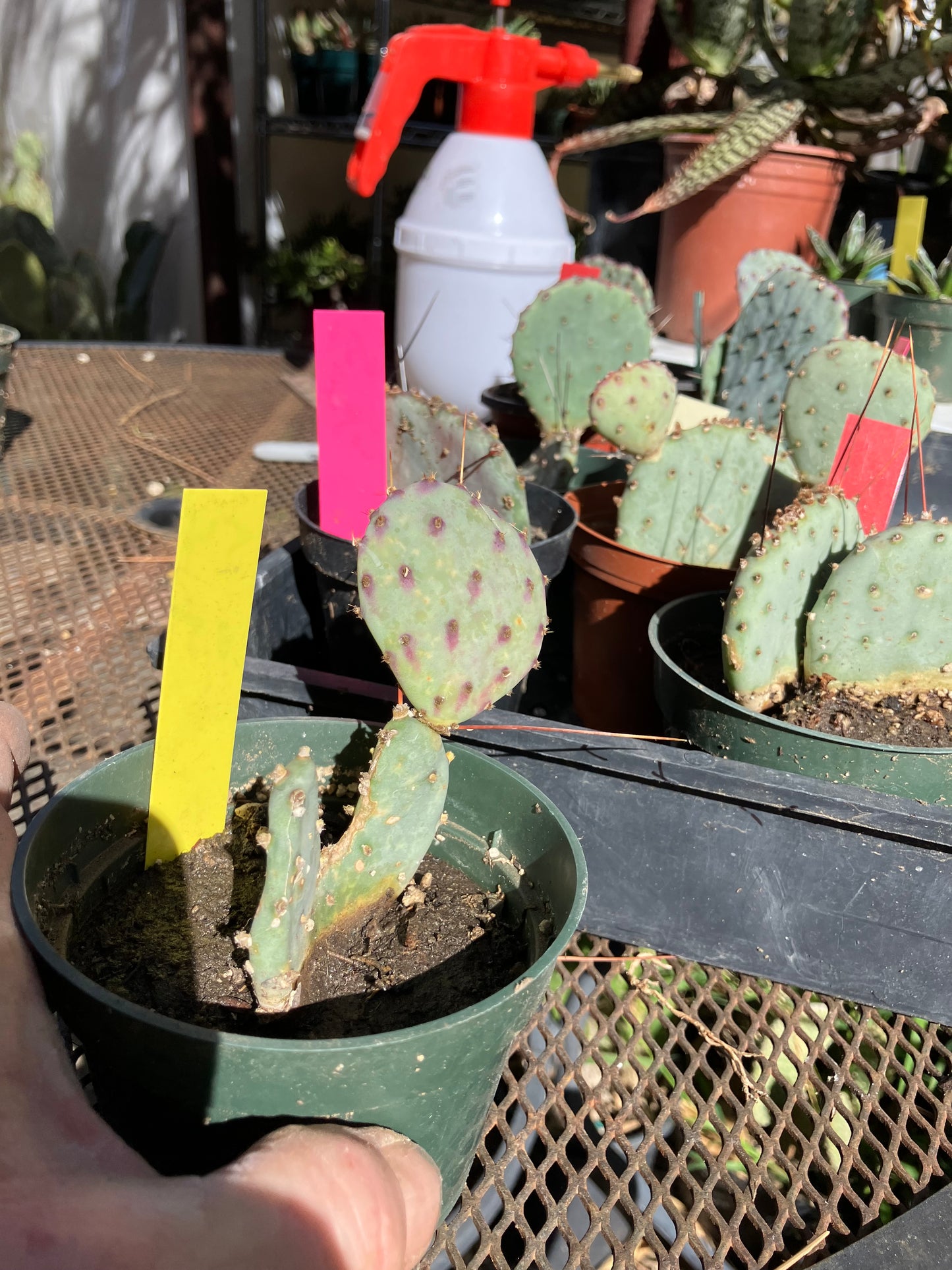 Opuntia Santa Rita Purple Prickly Pear 3.5”Tall #54Y