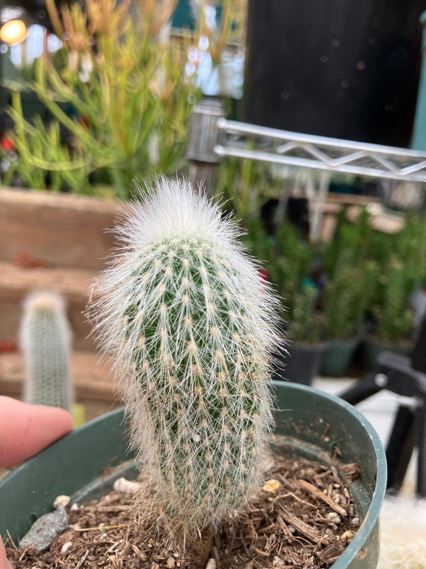 Oreocereus doelzianus Old Woman, Old Man Cactus 3"Tall #33R