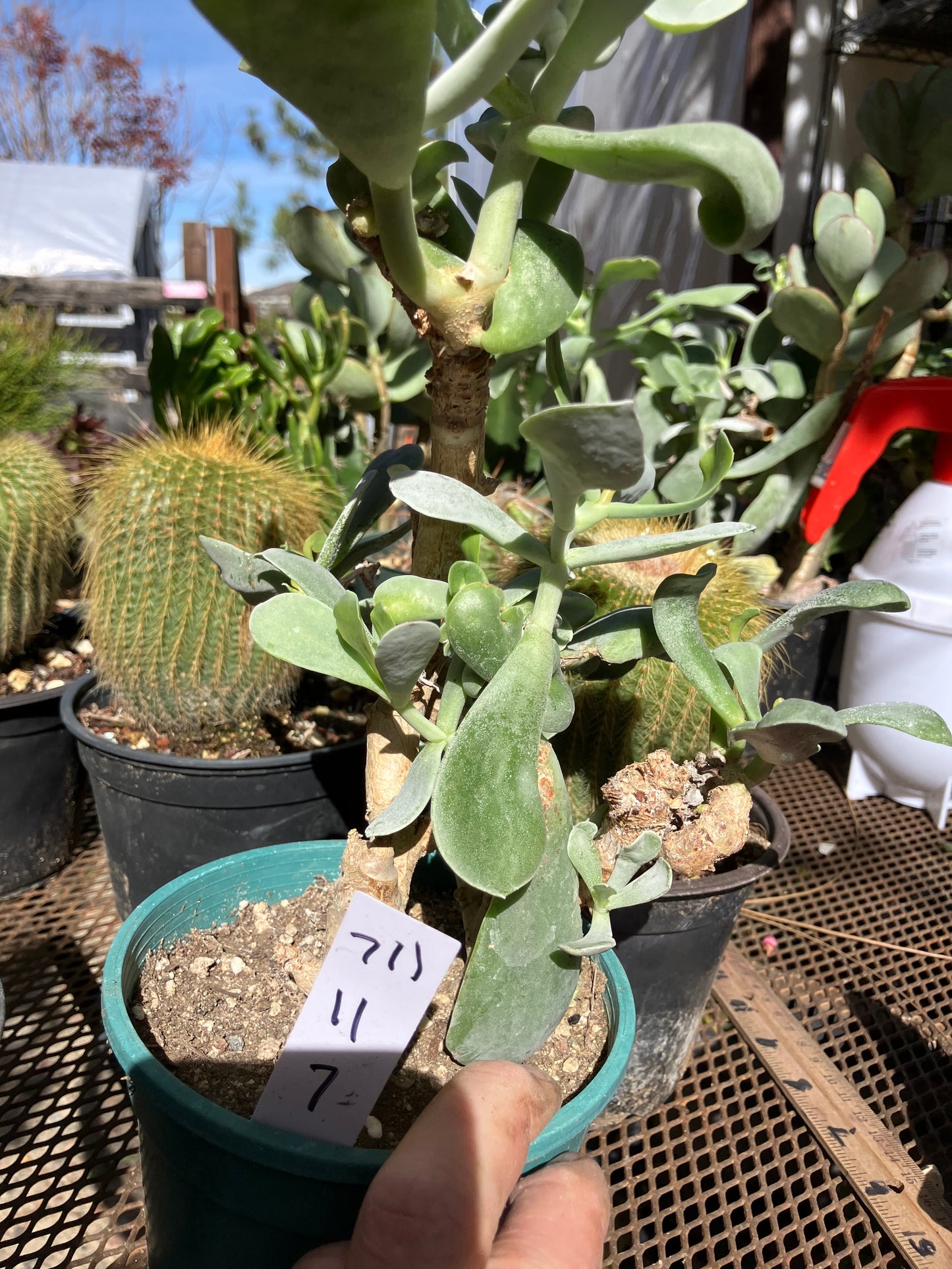 Cotyledon Silver Waves Succulent 11"Tall 7" Wide #711W
