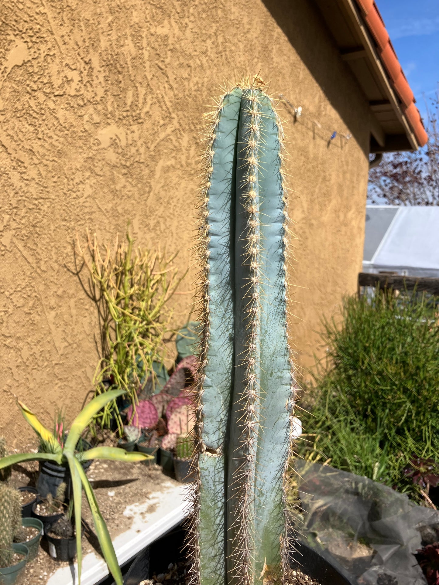 Pilosocereus Blue Azureus Cactus 17" Tall 10"Circumference #171Y
