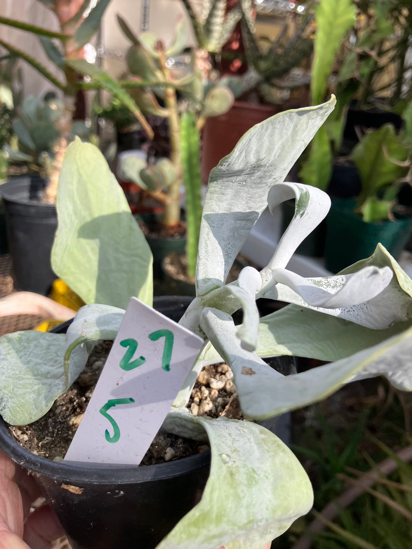 Cotyledon Silver Waves Succulent 5.5"Tall #27W