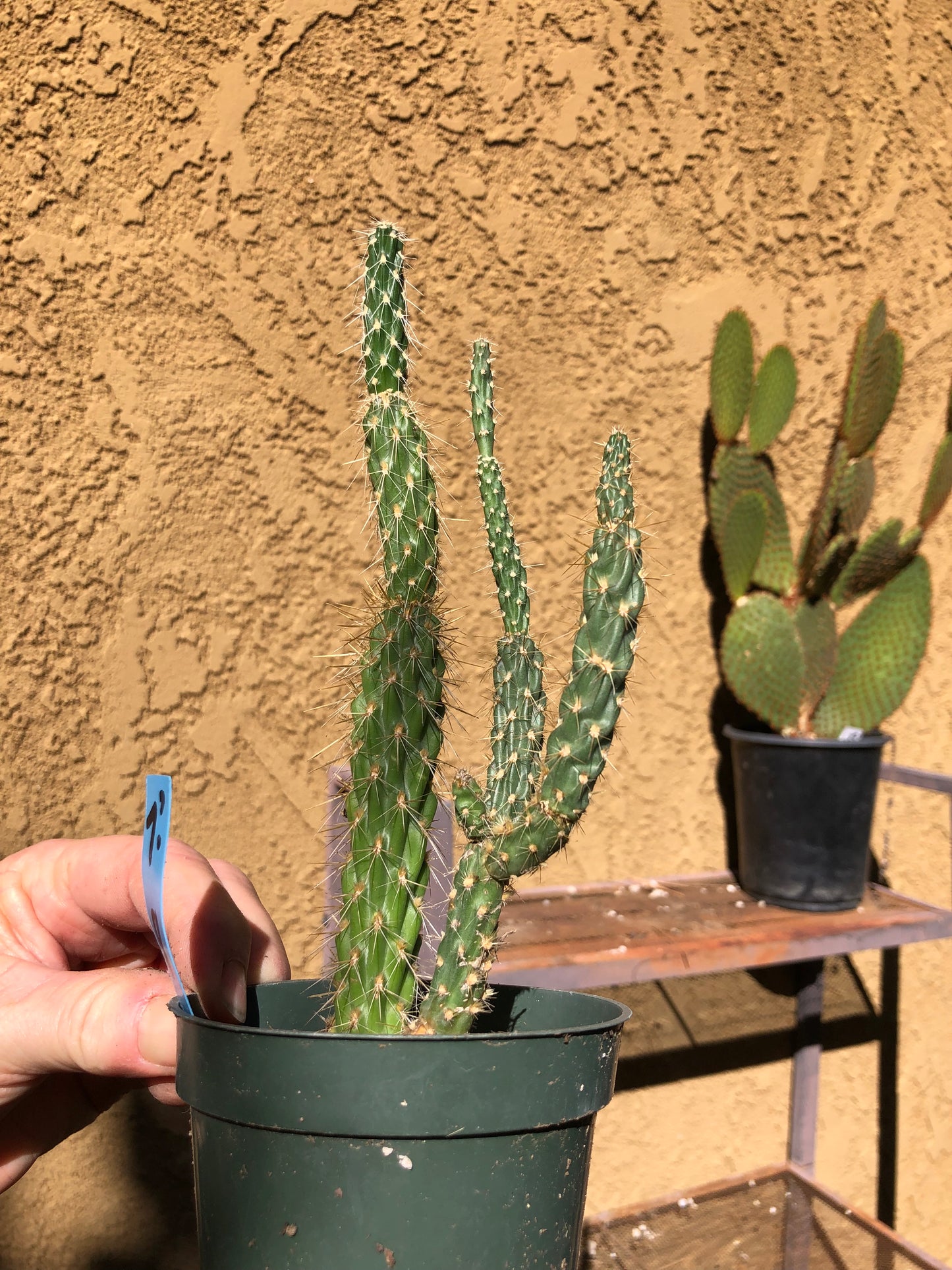 Cholla Cylindropuntia  Buckhorn Cactus 8”Tall #7B