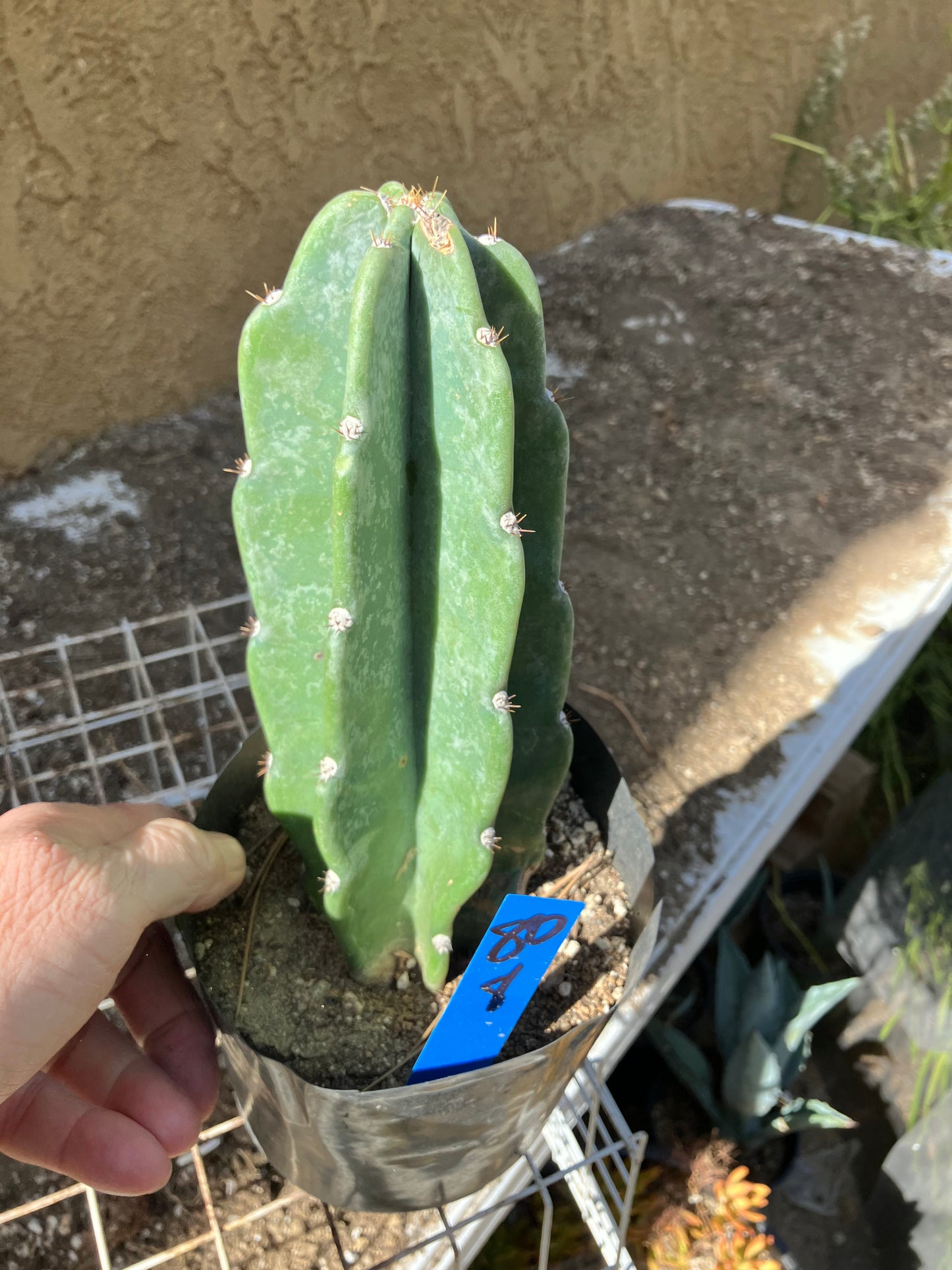 Cereus Peruvianus Night Blooming 8”Tall #80B