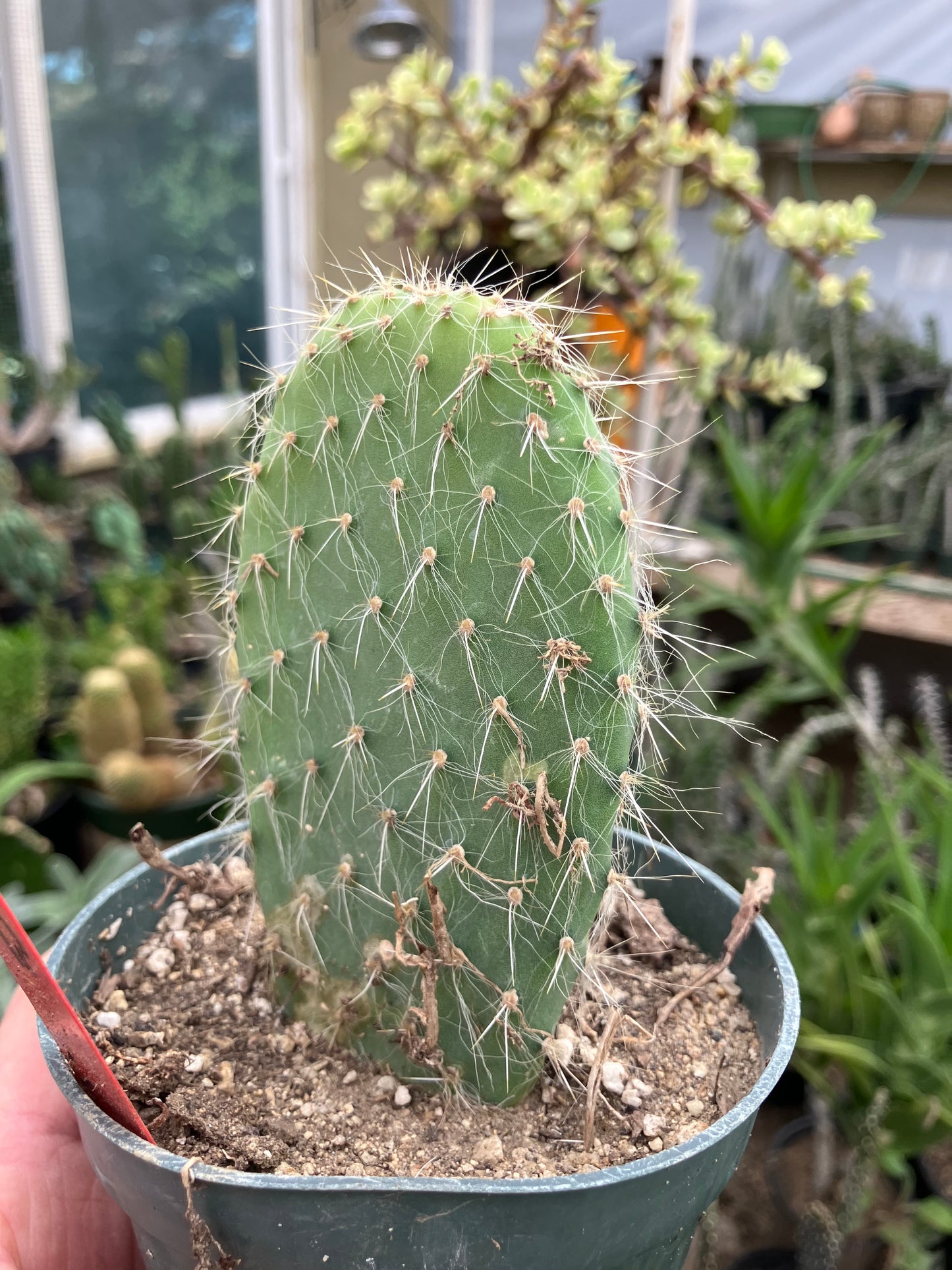 Opuntia pailana "White Thorned" 4.5"Tall #245R