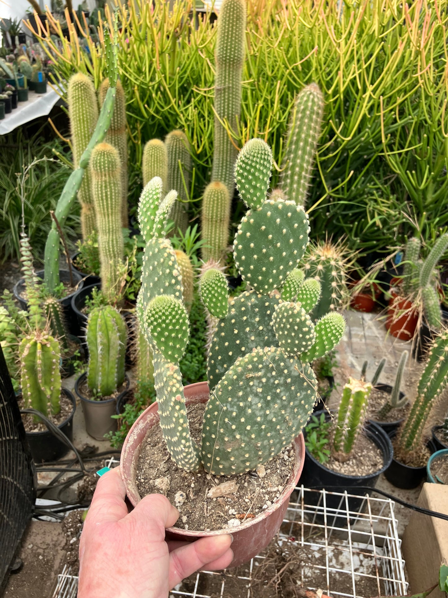 Opuntia microdasys Off White Bunny 8"Tall #6G
