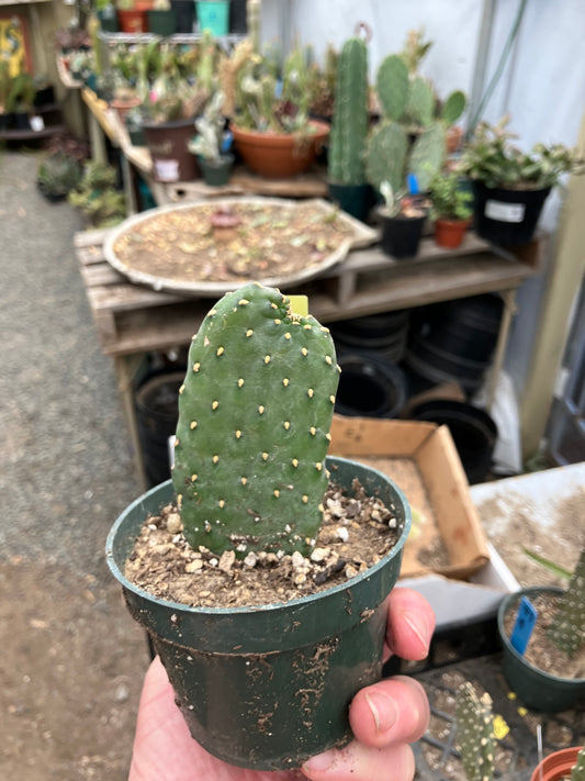 Opuntia Consolea rubescens Road Kill Roadkill Cactus 4"Tall This Plant #41Y