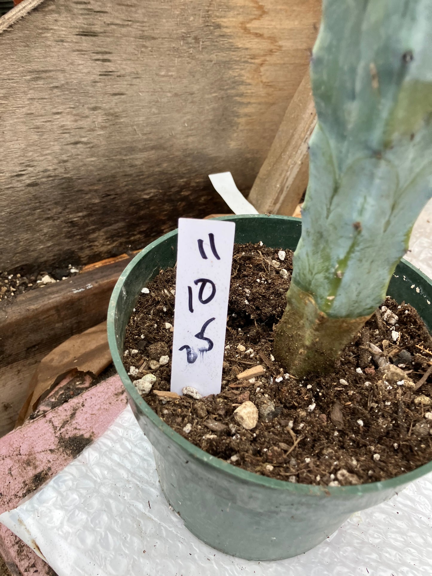 Myrtillocactus cochal Candelabra Cactus 11"Tall 2.5" Wide #11W