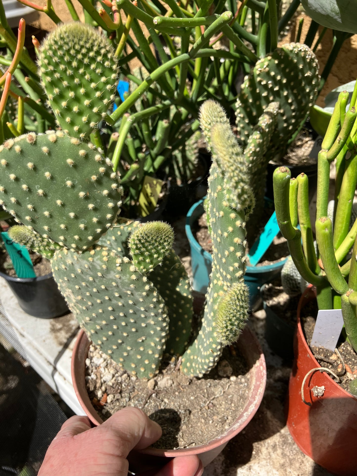 Opuntia microdasys Off White Bunny 8"Tall #6G