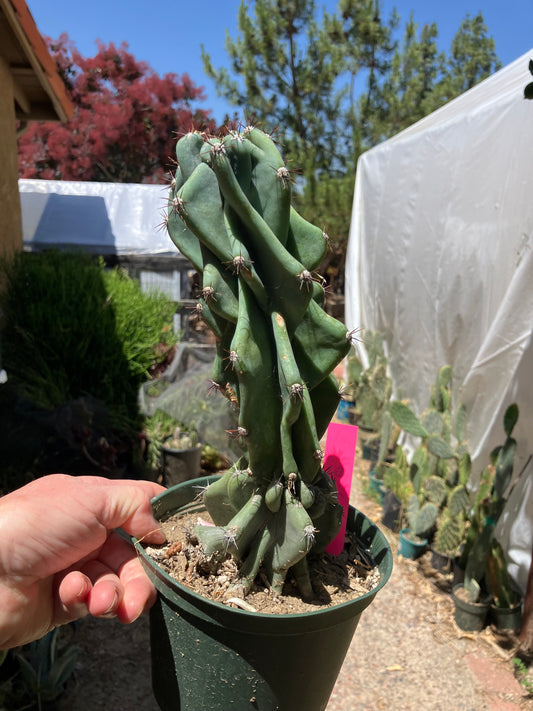 Cereus Peruvianus Monstrose Night Blooming 10"Tall 3"Wide #301P