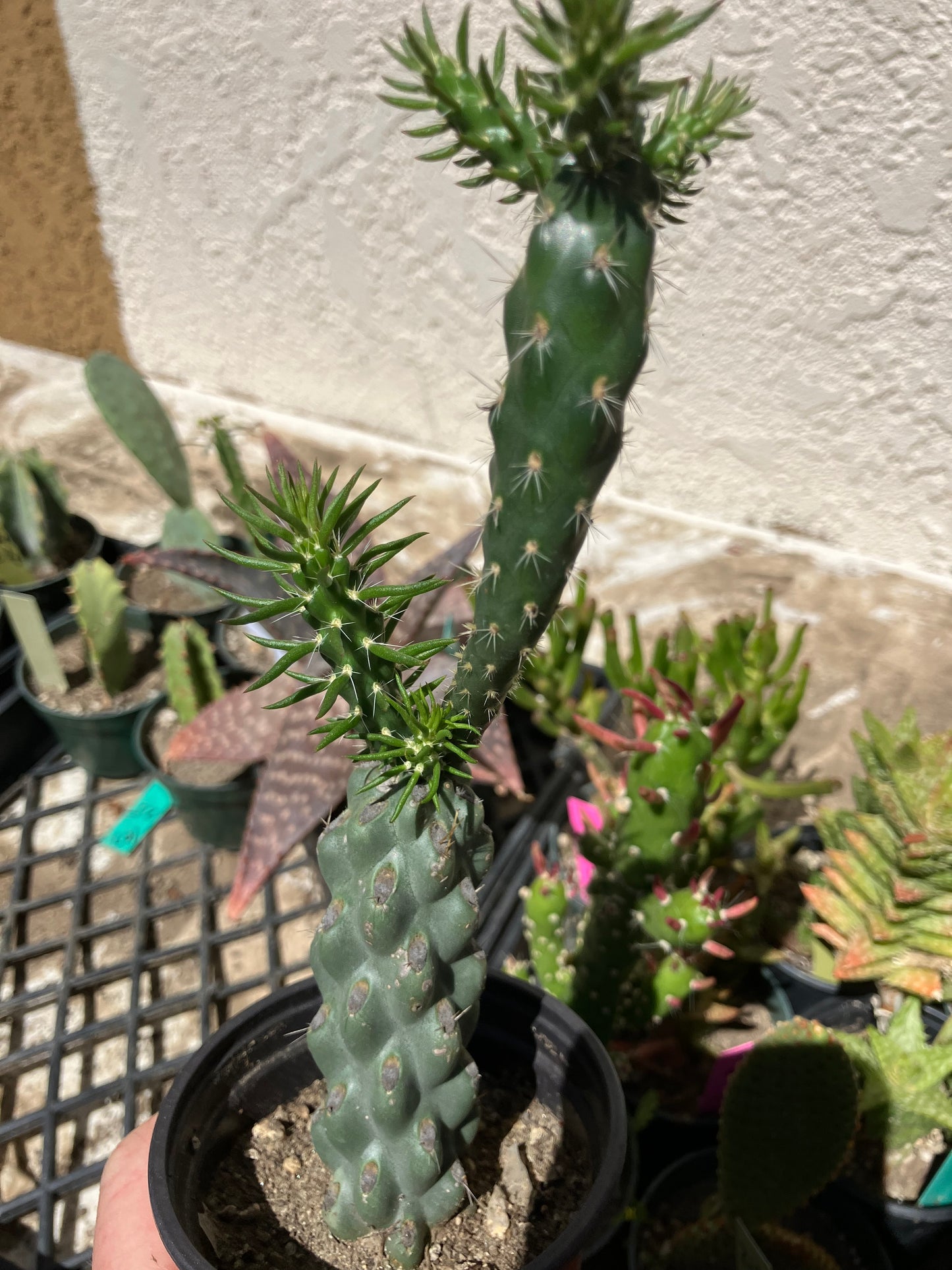 Cholla Cylindropuntia  Buckhorn 7”Tall #77B