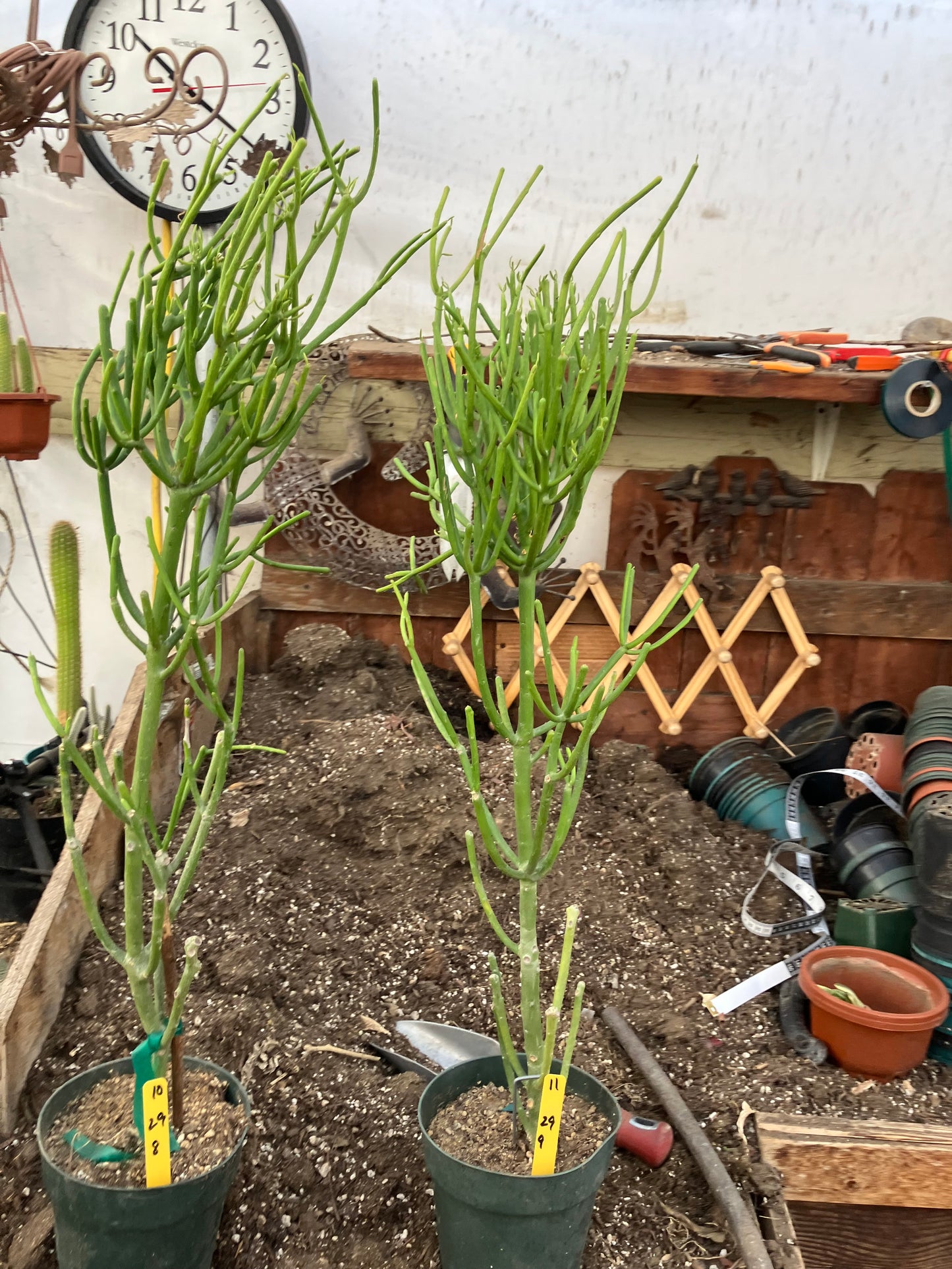 Euphorbia tirucalli Two (2)Twin Pencil Cactus 29"Tall 9"Wide #10Y,11Y