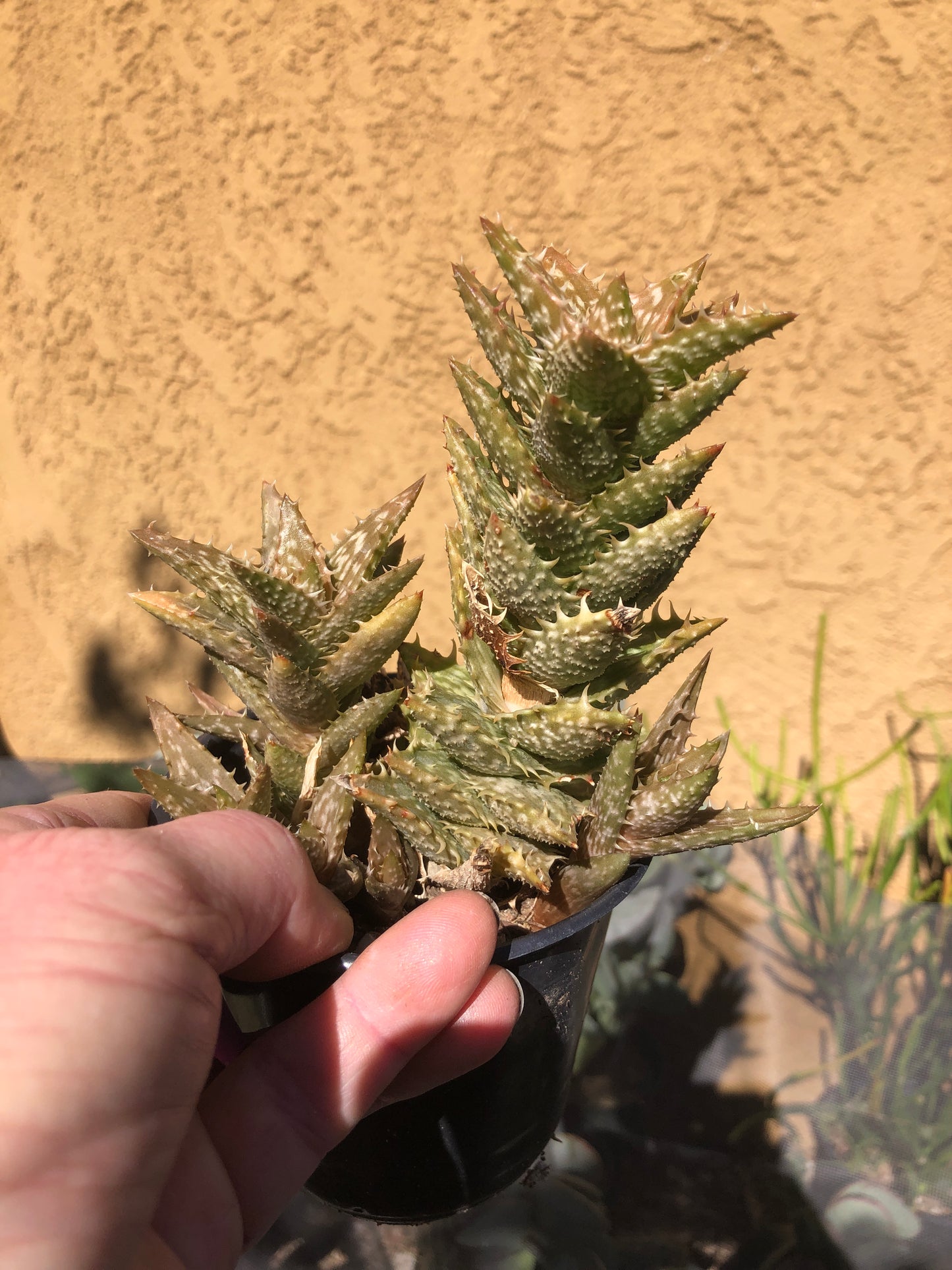 Aloe juvenna Tiger Tooth 5"Tall #52P