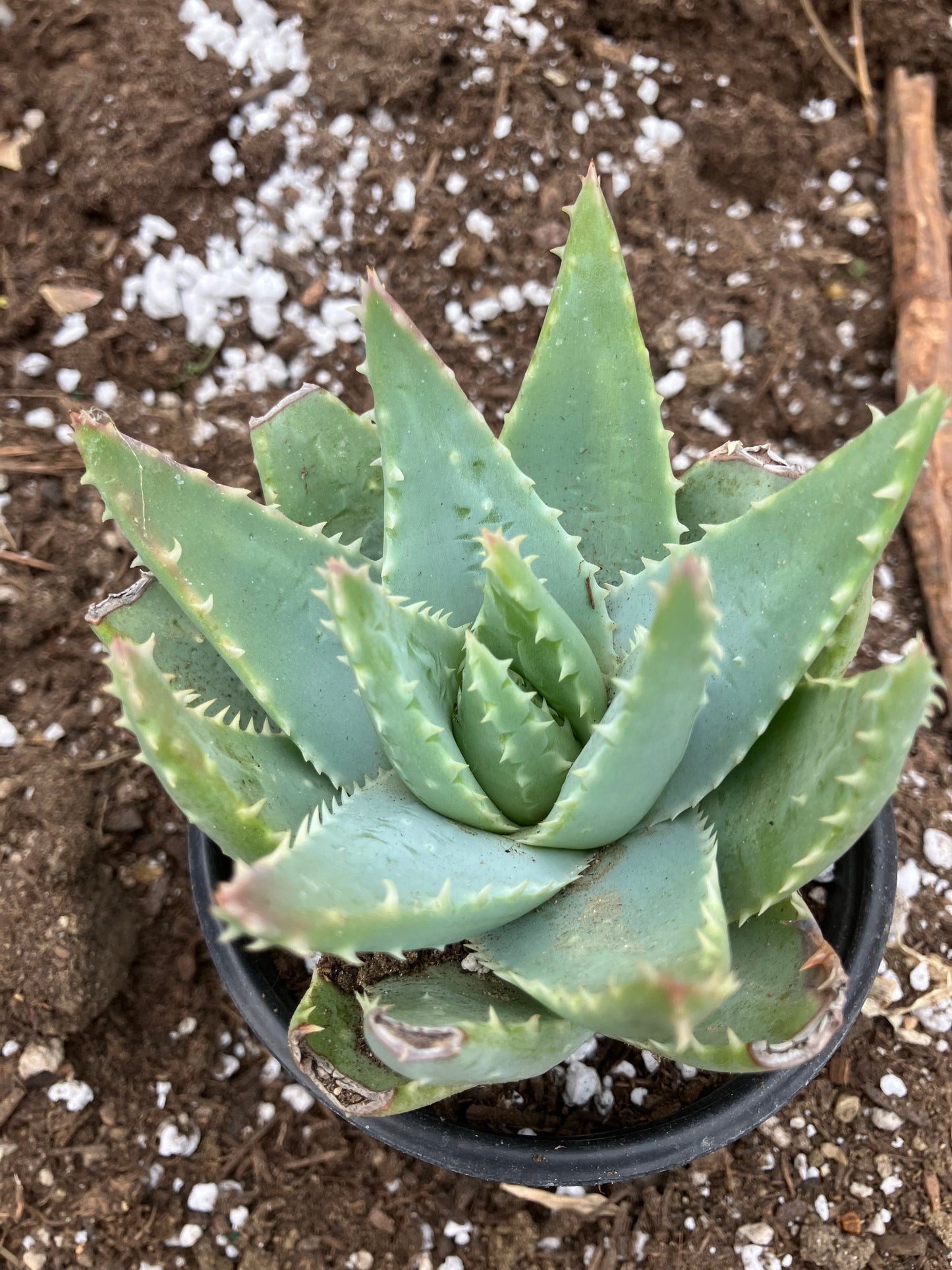 Aloe Brevifolia Short Leaf Aloe Succulent 5" Wide #18B