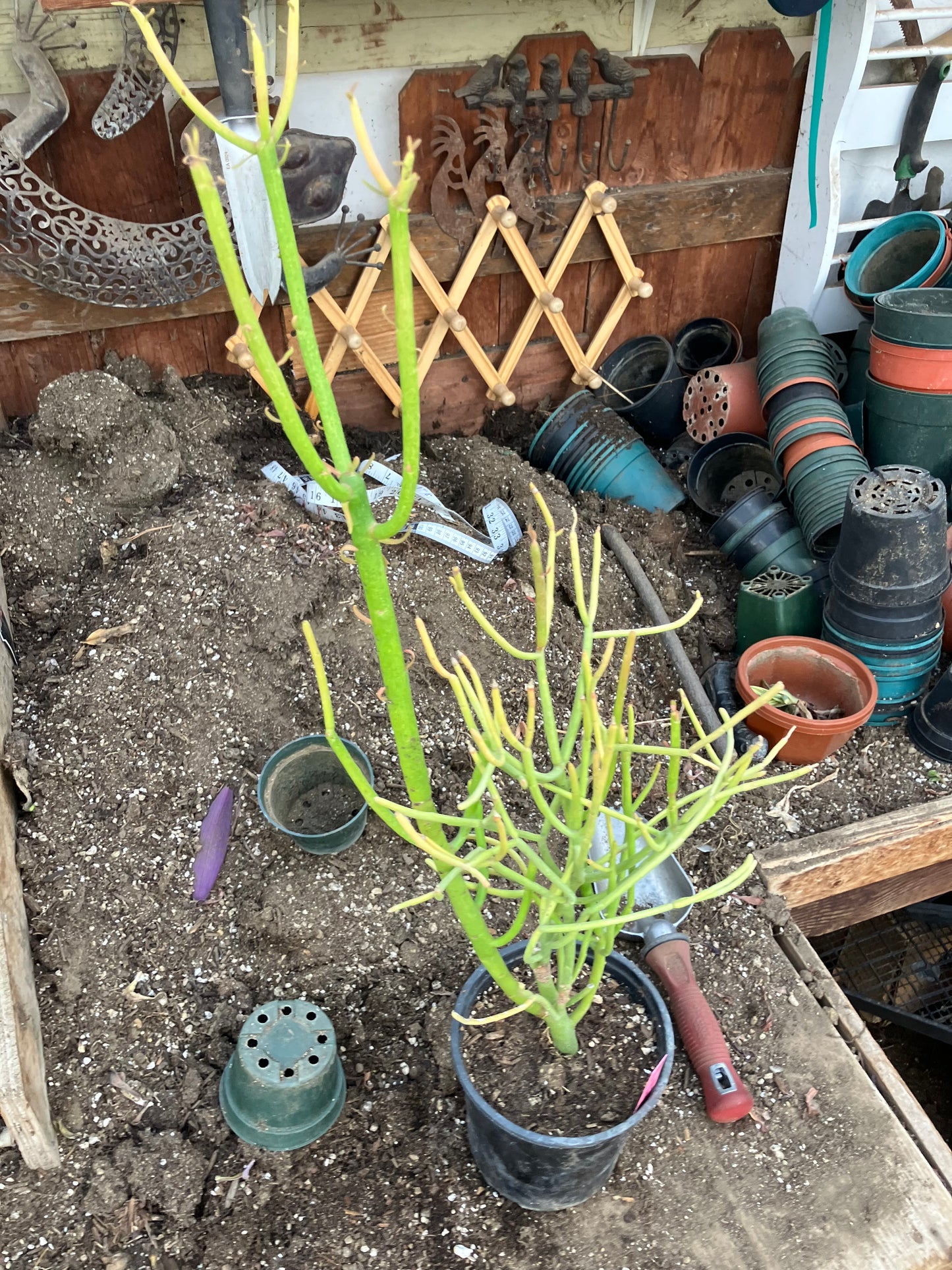 Euphorbia tirucalli Pencil Cactus/Succulent 27"Tall 12"Wide #10P