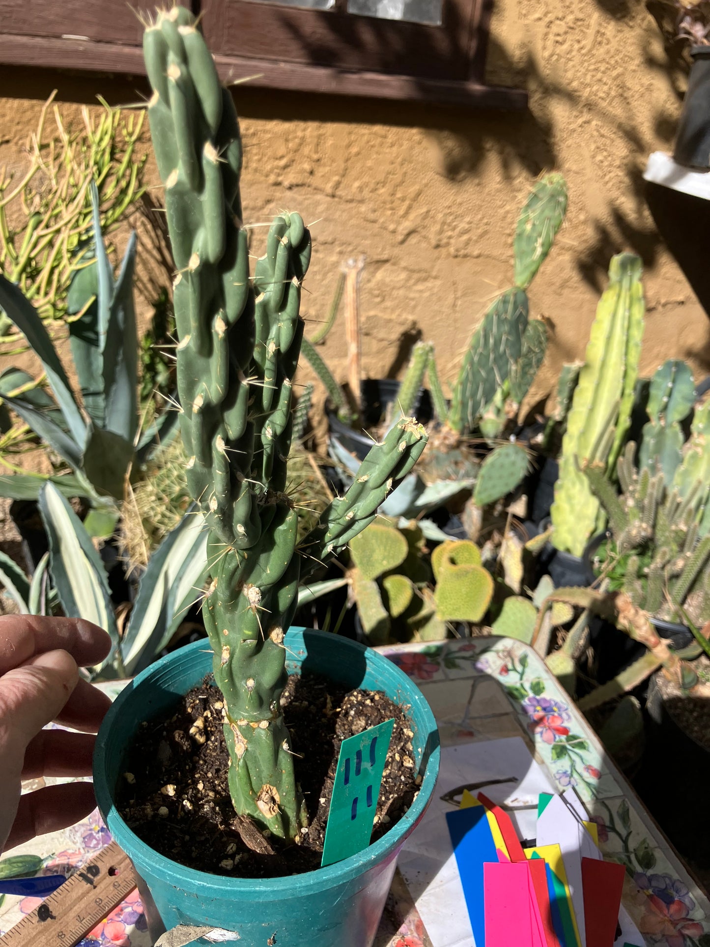 Cholla Cylindropuntia Buckhorn Cactus 11”Tall #111g