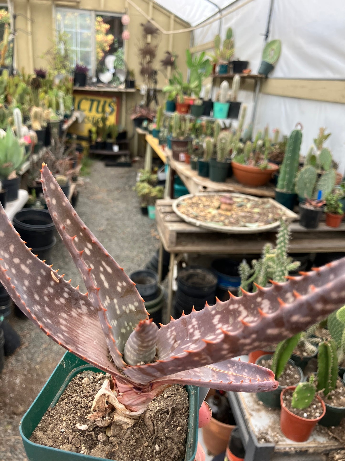 Aloe maculata Soap Aloe 7"Wide Succulent Cactus #7w