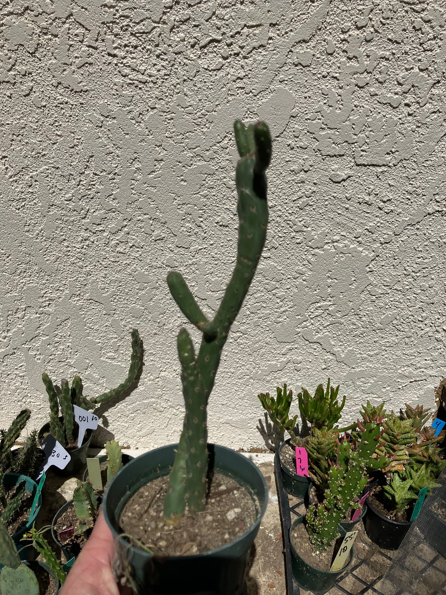 Cholla Cylindropuntia Imbricata  Buckhorn 9”Tall #100P