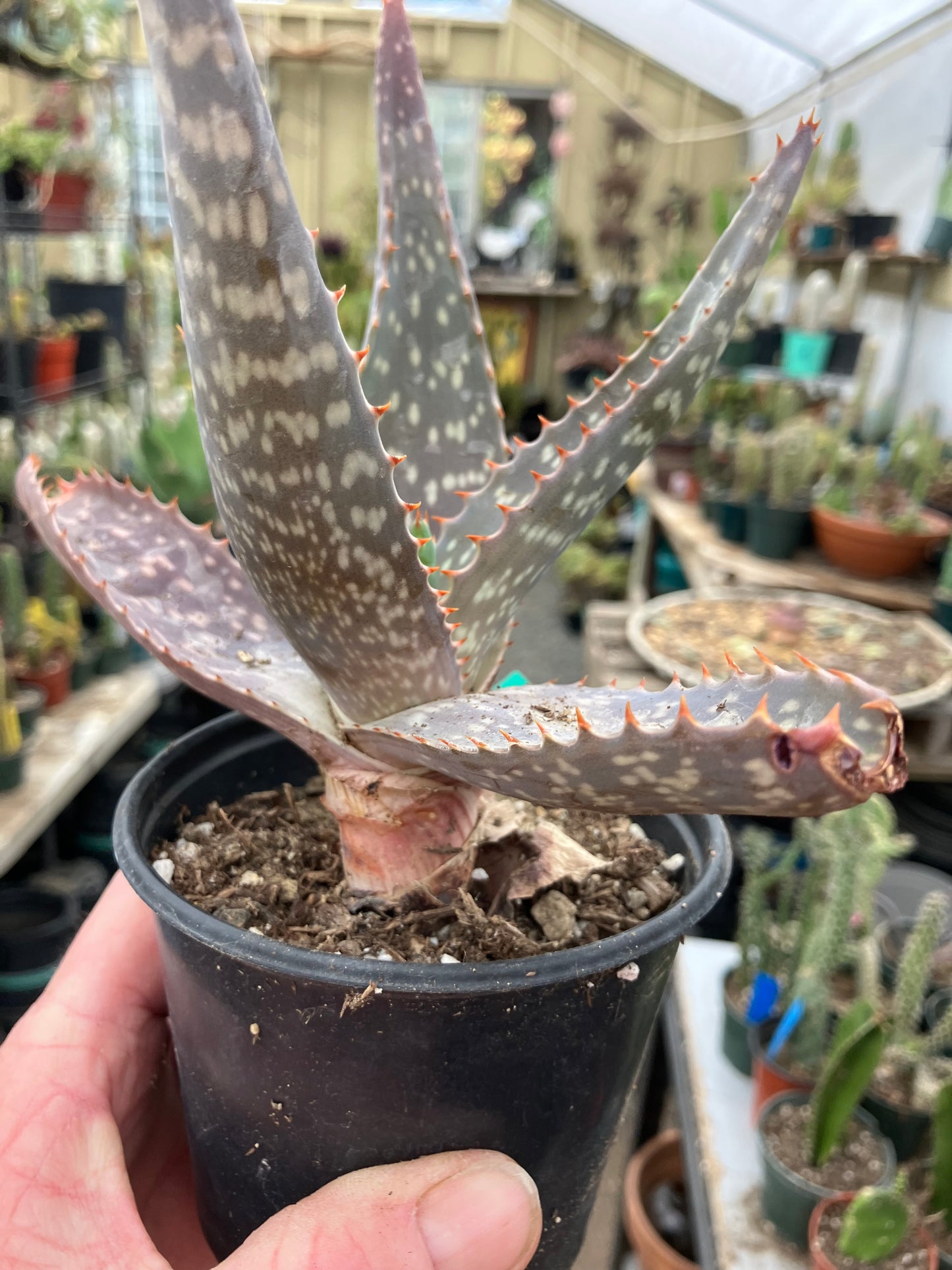 Aloe maculata Soap Aloe 8"Wide Succulent Cactus #8G