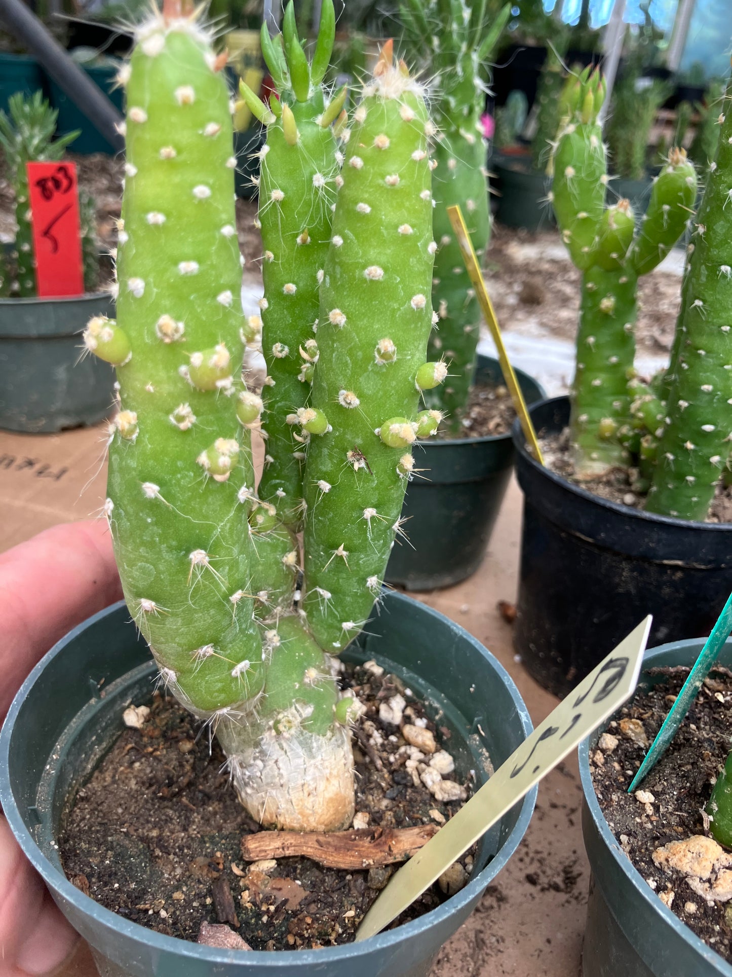 Austrocylindropuntia Cactus Gumbi Mini Eve's Needle 5"Tall #50Y