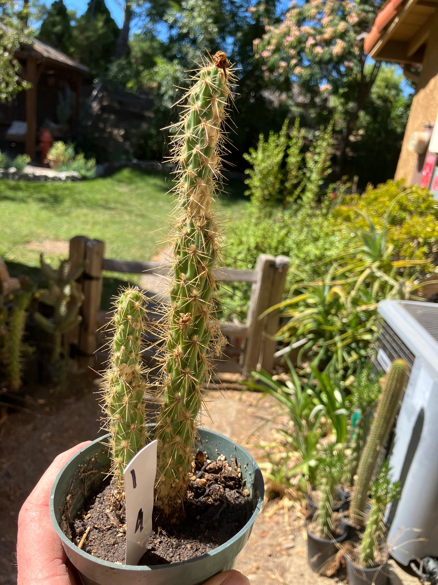 Cholla Cylindropuntia Buckhorn Cactus 10”Tall #1W