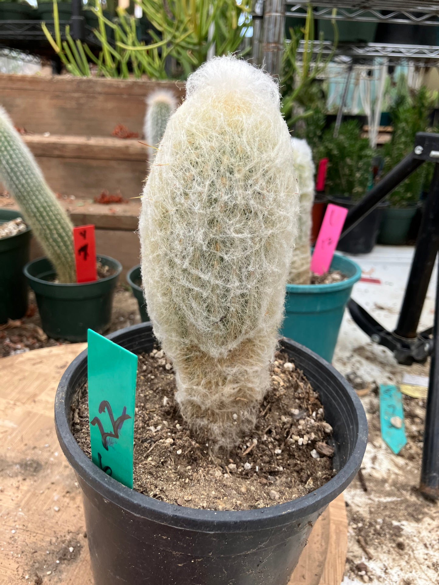 Espostoa lanata Old Man of the Mountain 6"Tall 7"Circumference #22G