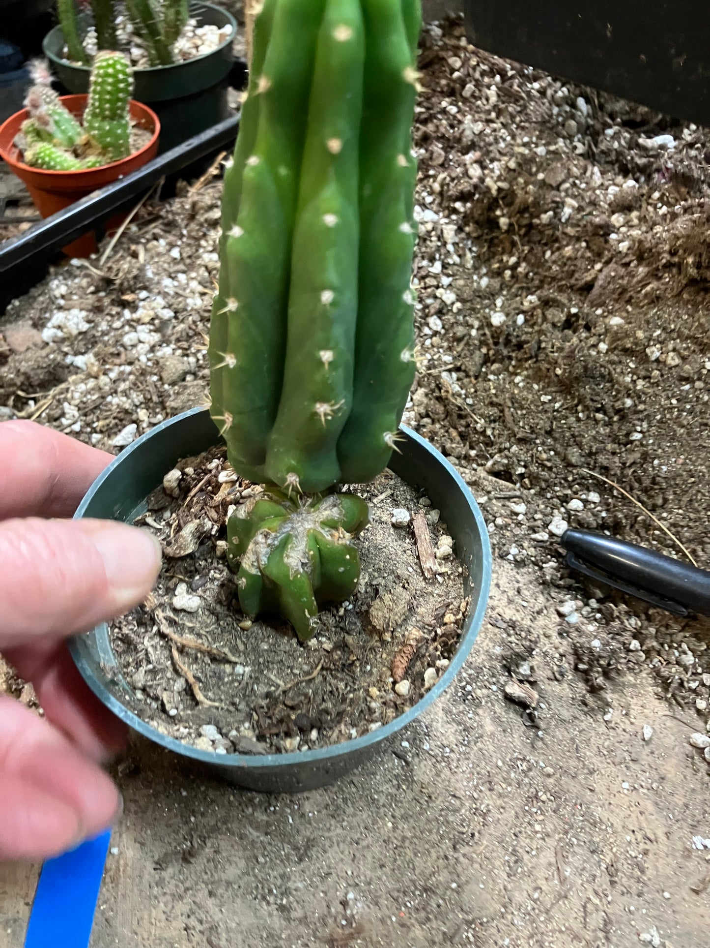 San Pedro Cactus - Trichocereus pachanoi 6"Tall #1002B