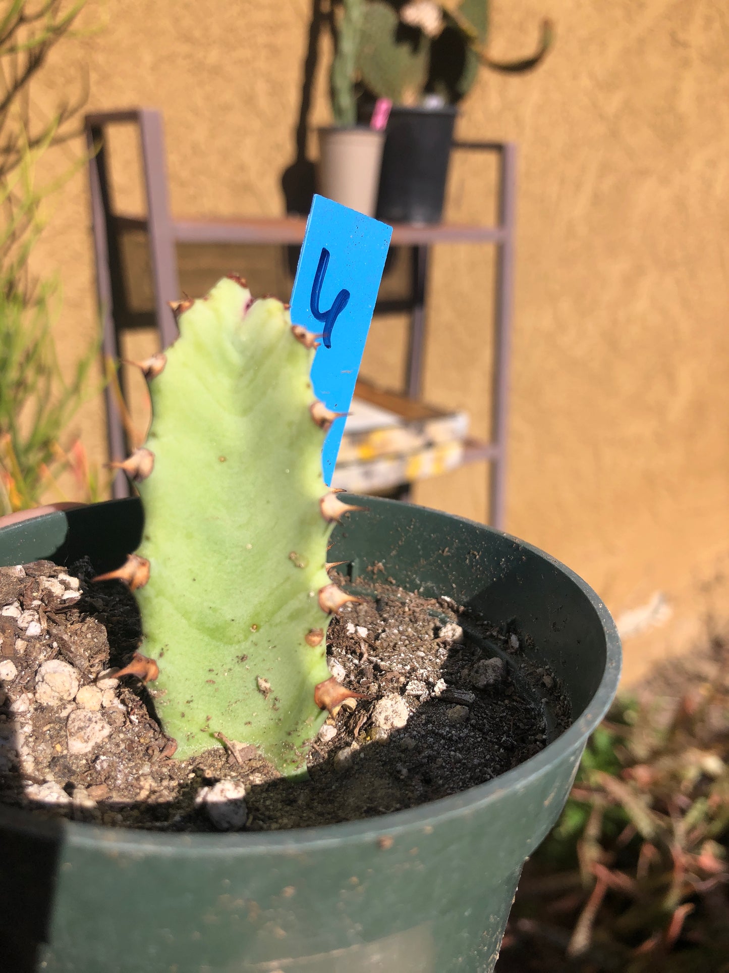 Euphorbia resinifera Moroccan Mound 3"Tall #6B
