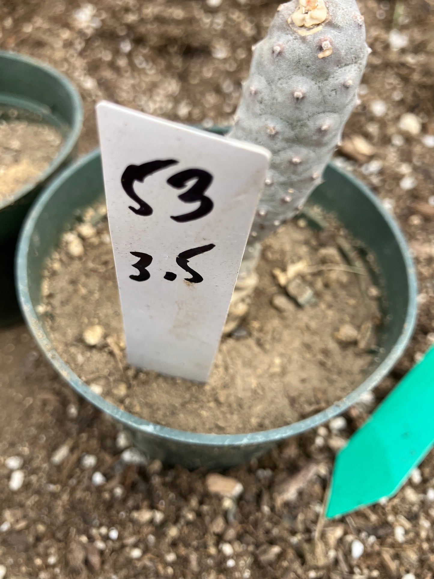 Pine Cone Cactus Tephrocactus~ articulatus  var. diadematus Pinecone 3.5"Tall #53W