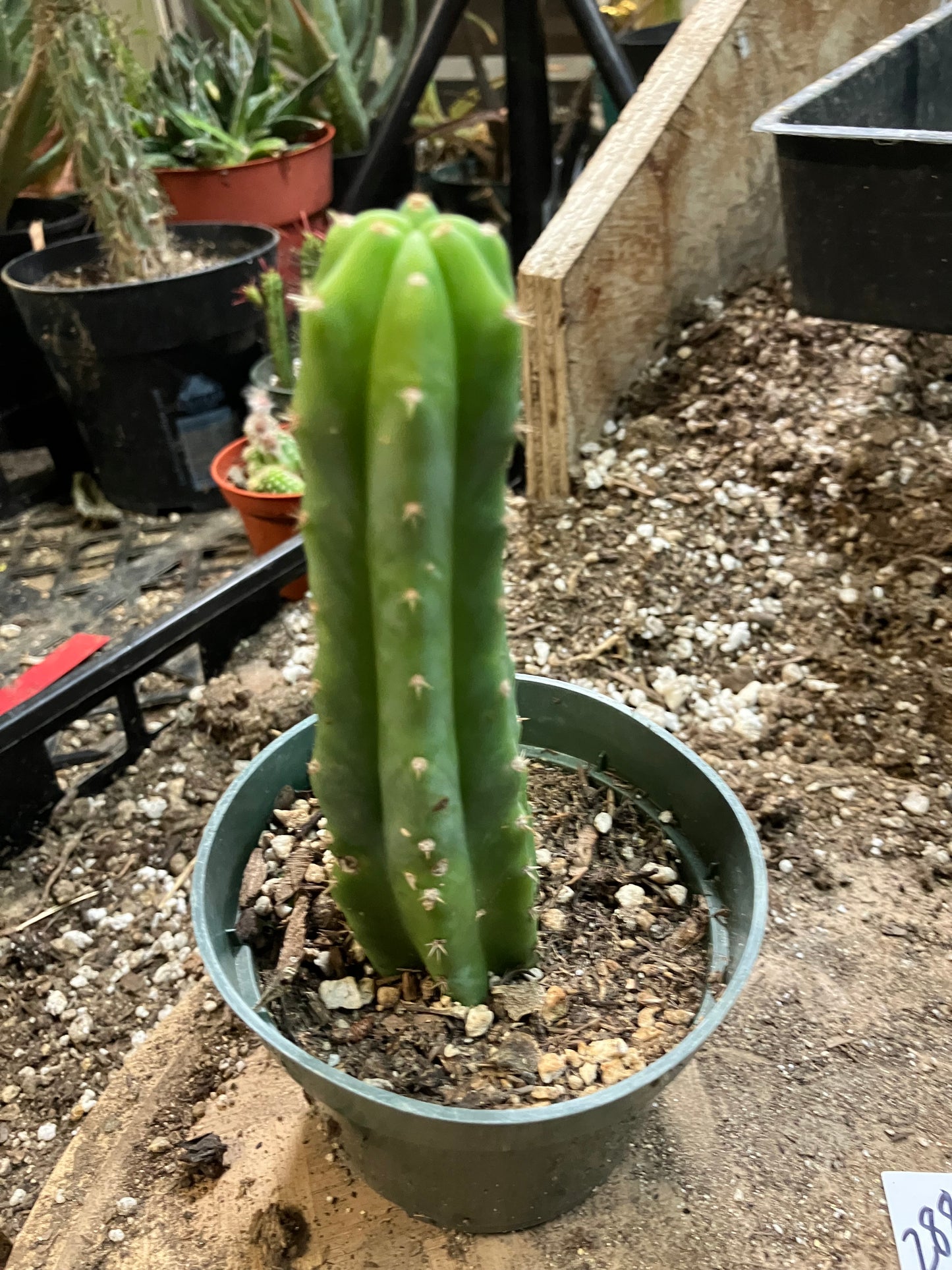 San Pedro Cactus - Trichocereus pachanoi 5"Tall #288W
