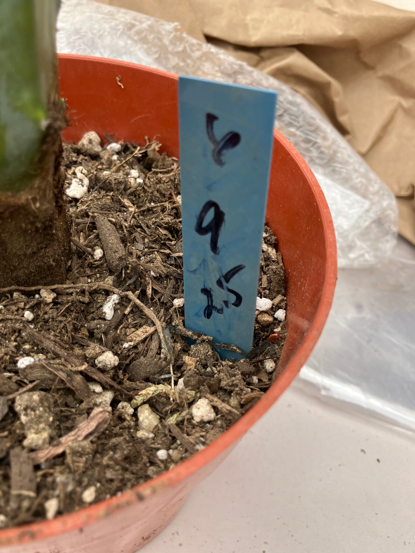 Myrtillocactus cochal Candelabra Cactus 9"Tall 2.5" Wide #6B