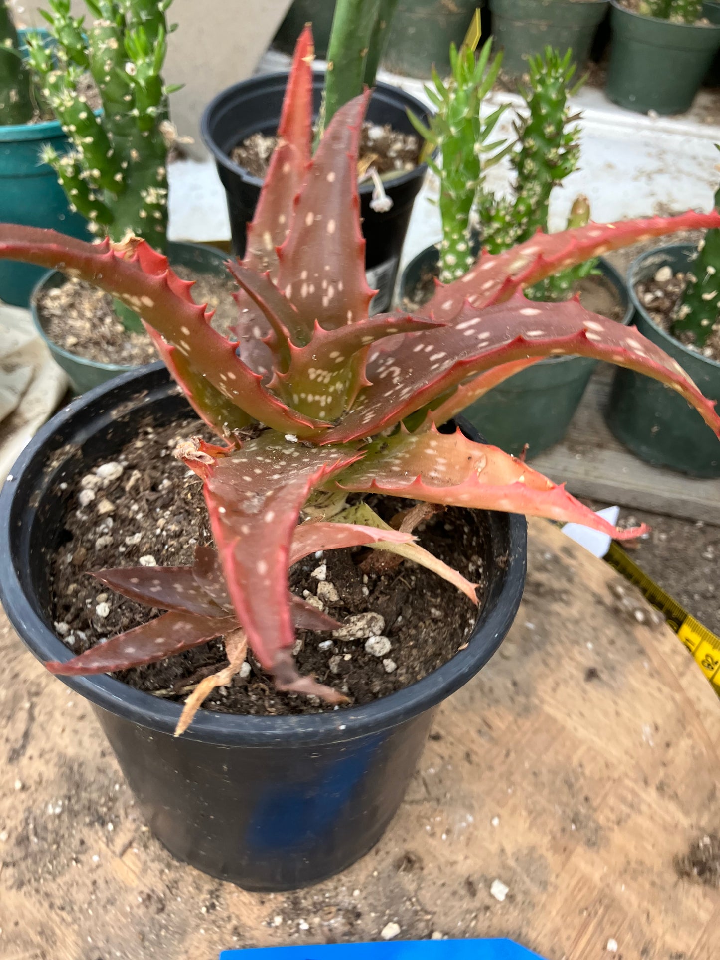 Aloe Hybrid Night Sky Reddens with Extreme temps 6"Wide This Exact Plant #5B