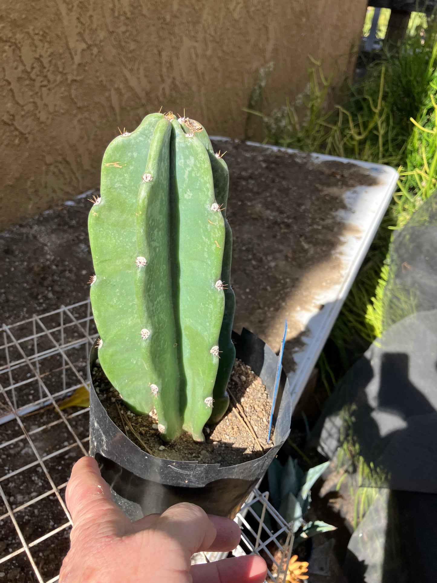 Cereus Peruvianus Night Blooming 8”Tall #80B