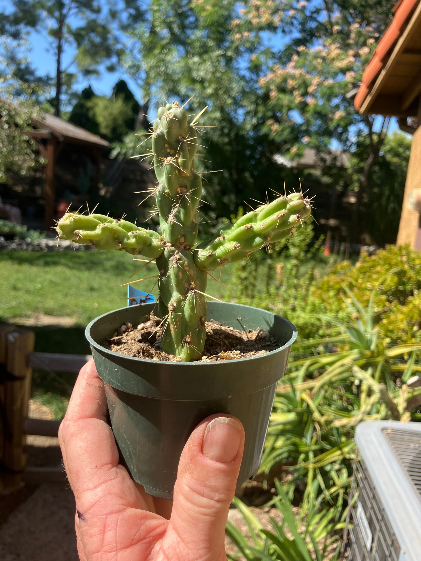 Cholla Cylindropuntia Buckhorn Cactus 5”Tall #015B