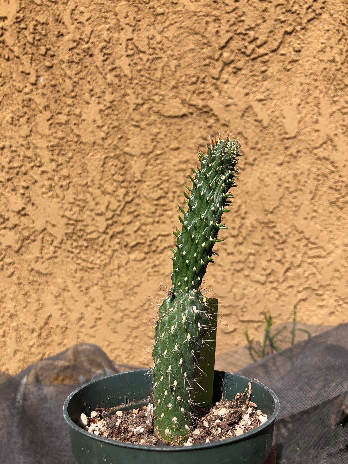 Cylindropuntia fulgida Cholla Boxing Glove Cactus Crest 6"Tall #20Y