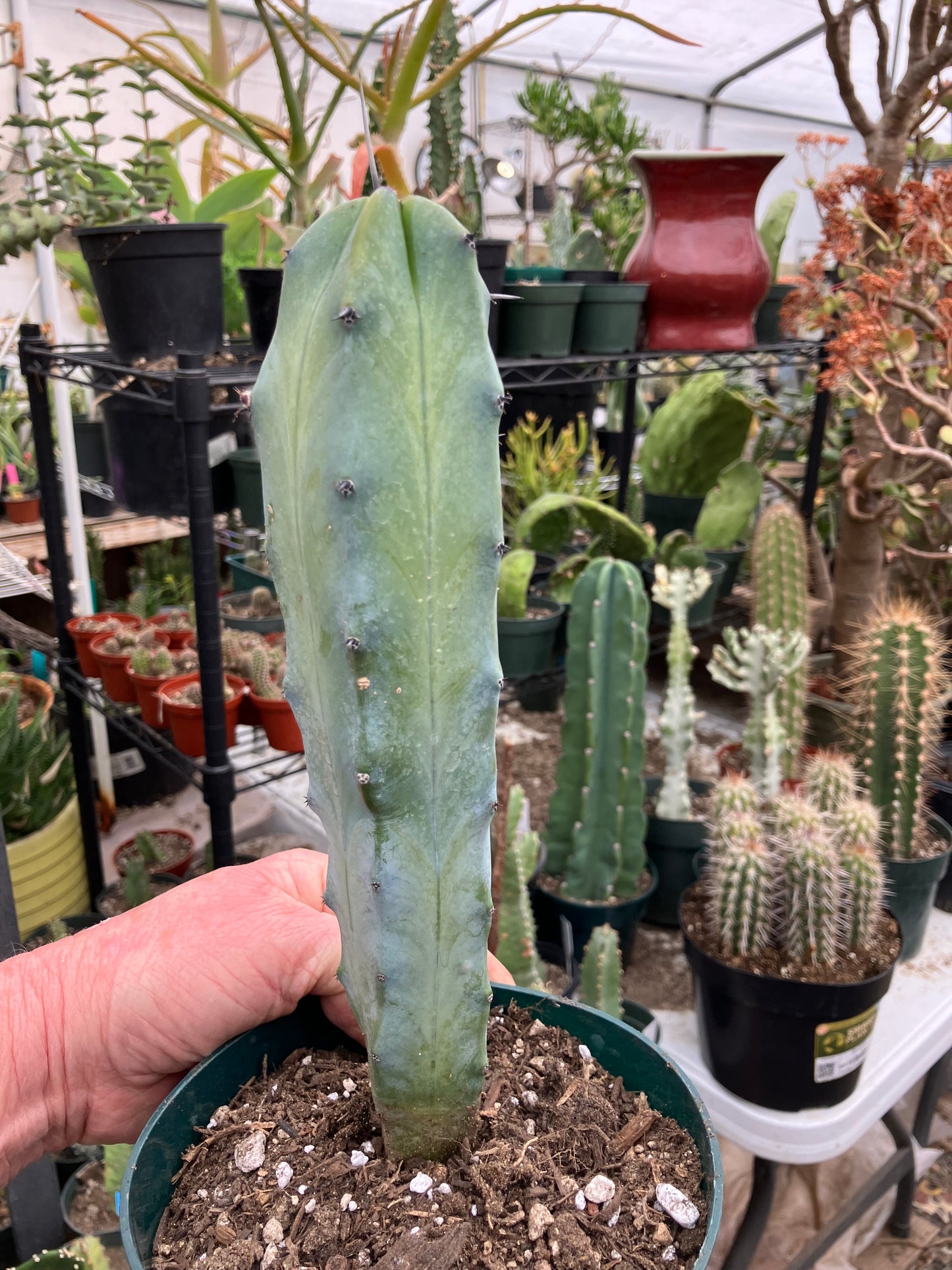 Myrtillocactus cochal Candelabra Cactus 10"Tall 2.5" Wide #6Y
