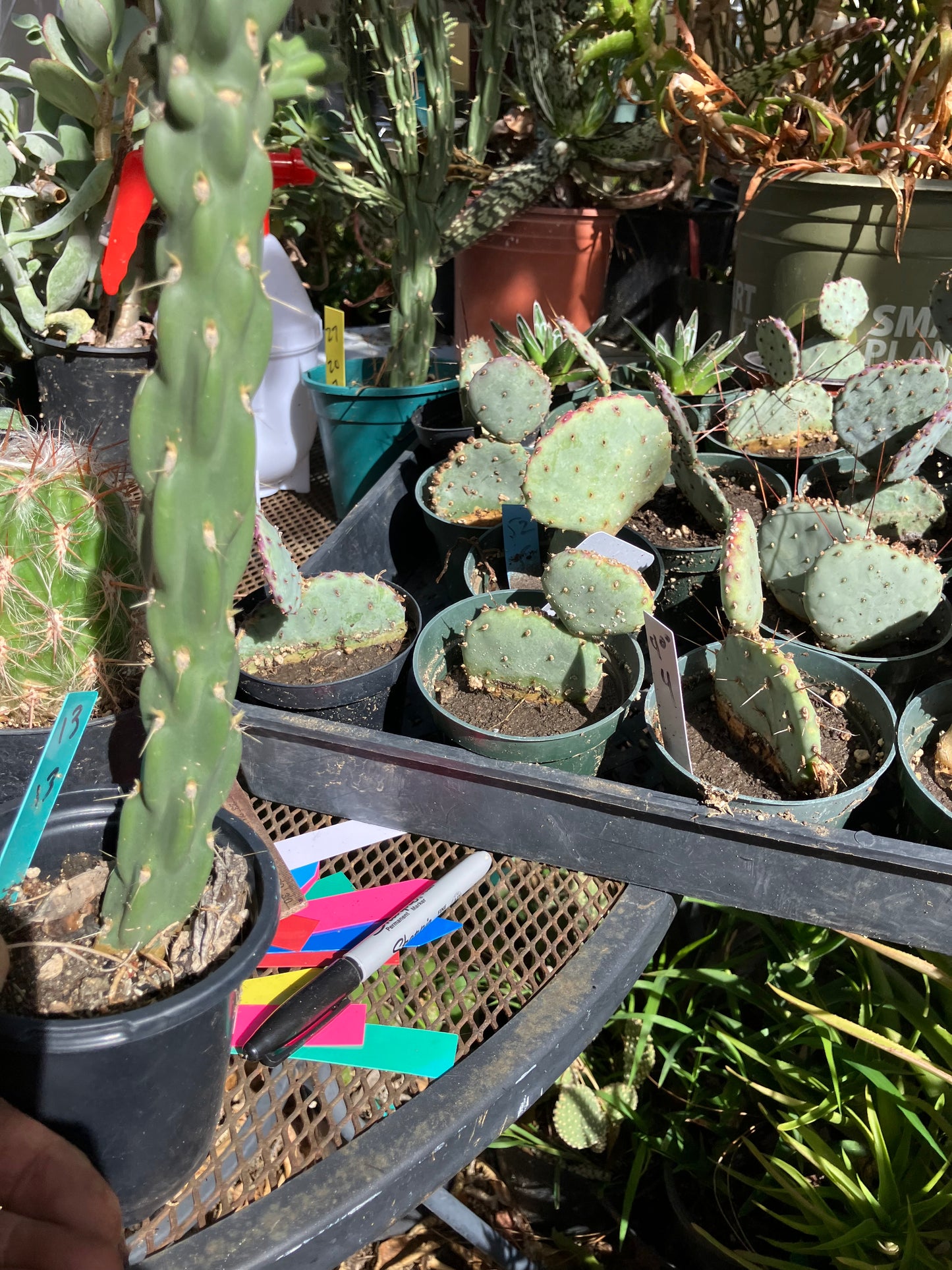 Cholla Cylindropuntia Buckhorn Cactus 13”Tall #13G
