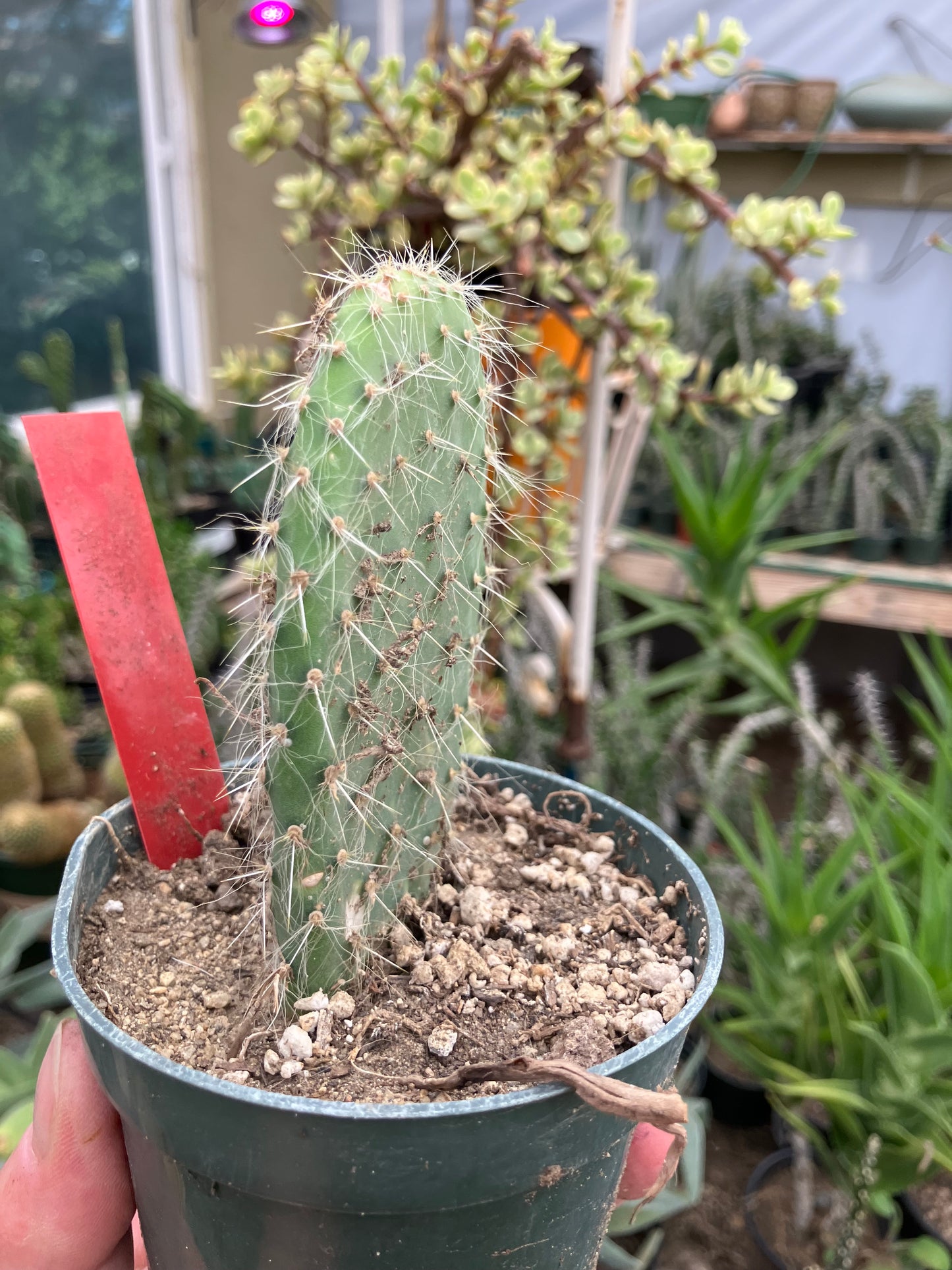 Opuntia pailana "White Thorned" 4.5"Tall #245R