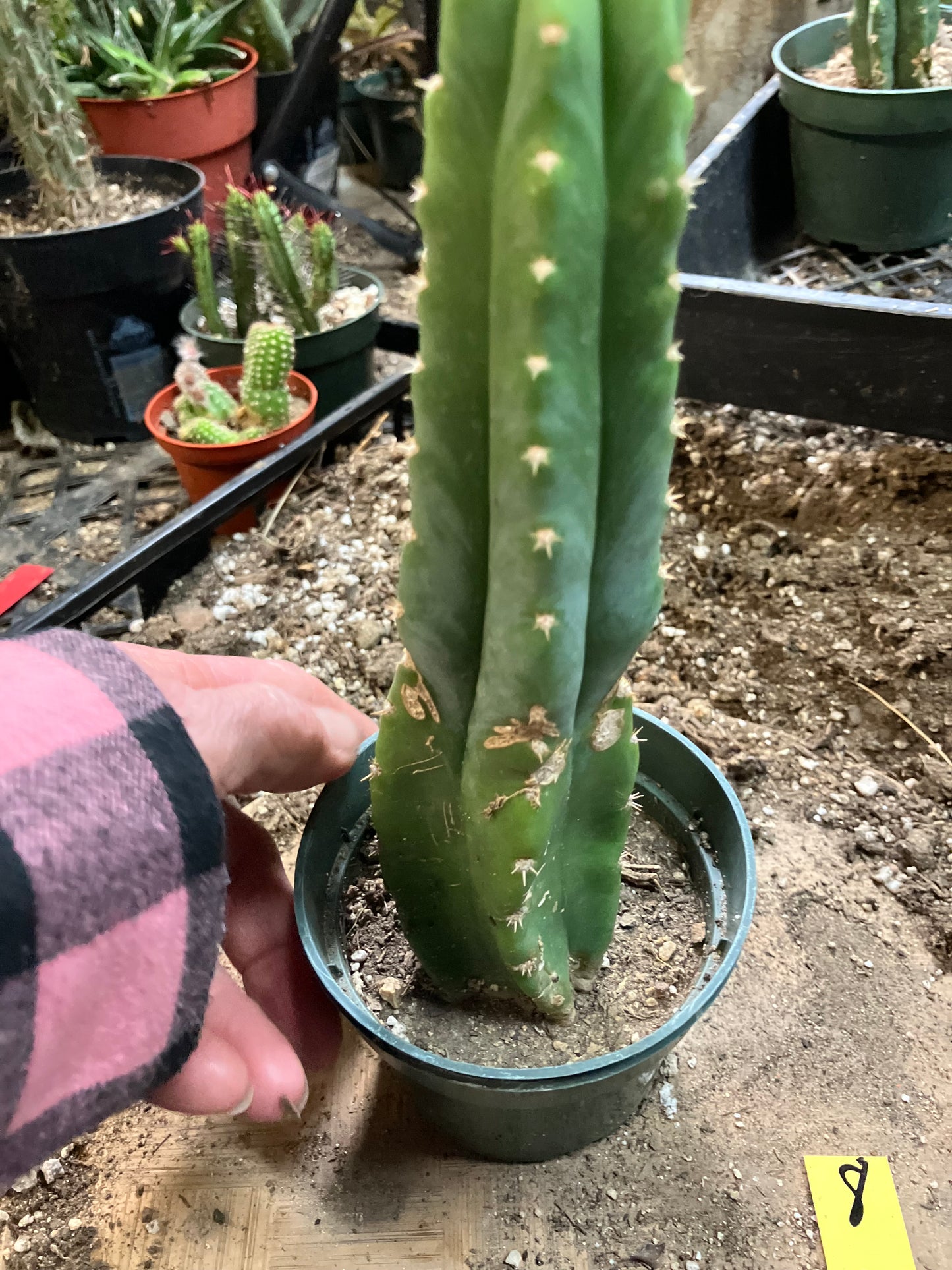 San Pedro Cactus - Trichocereus pachanoi 8" Tall #8Y