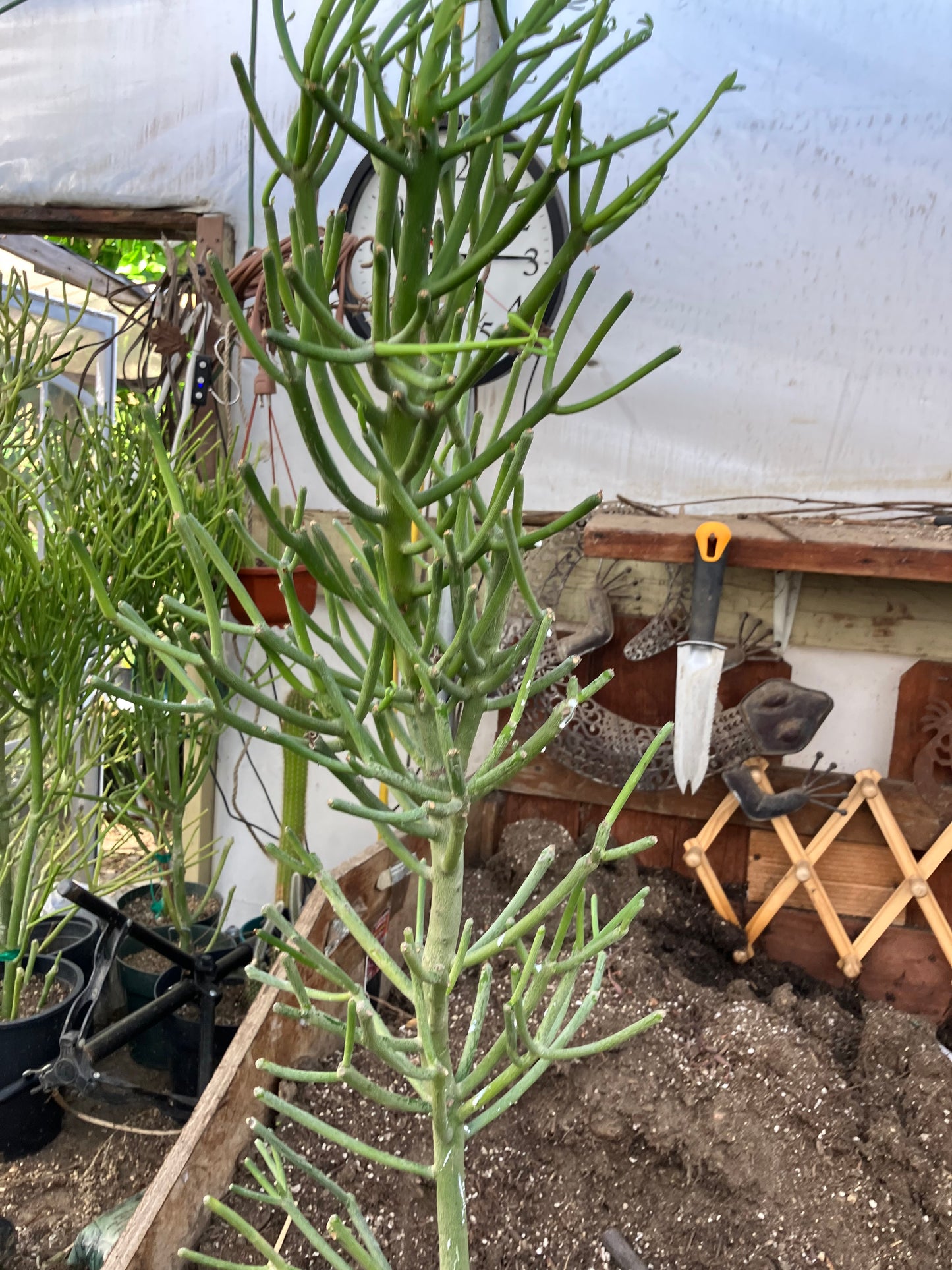 Euphorbia tirucalli Fire Stick 36"Tall 11"Wide #7G