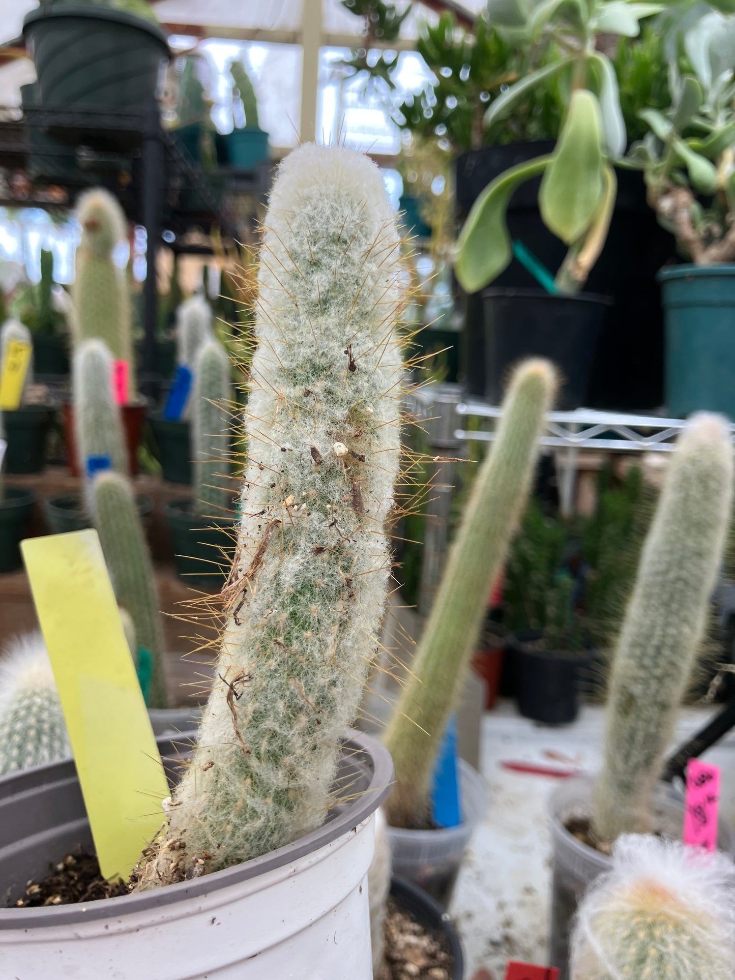 Oreocereus doelzianus Old Woman, Old Man Cactus 6"Tall #21Y