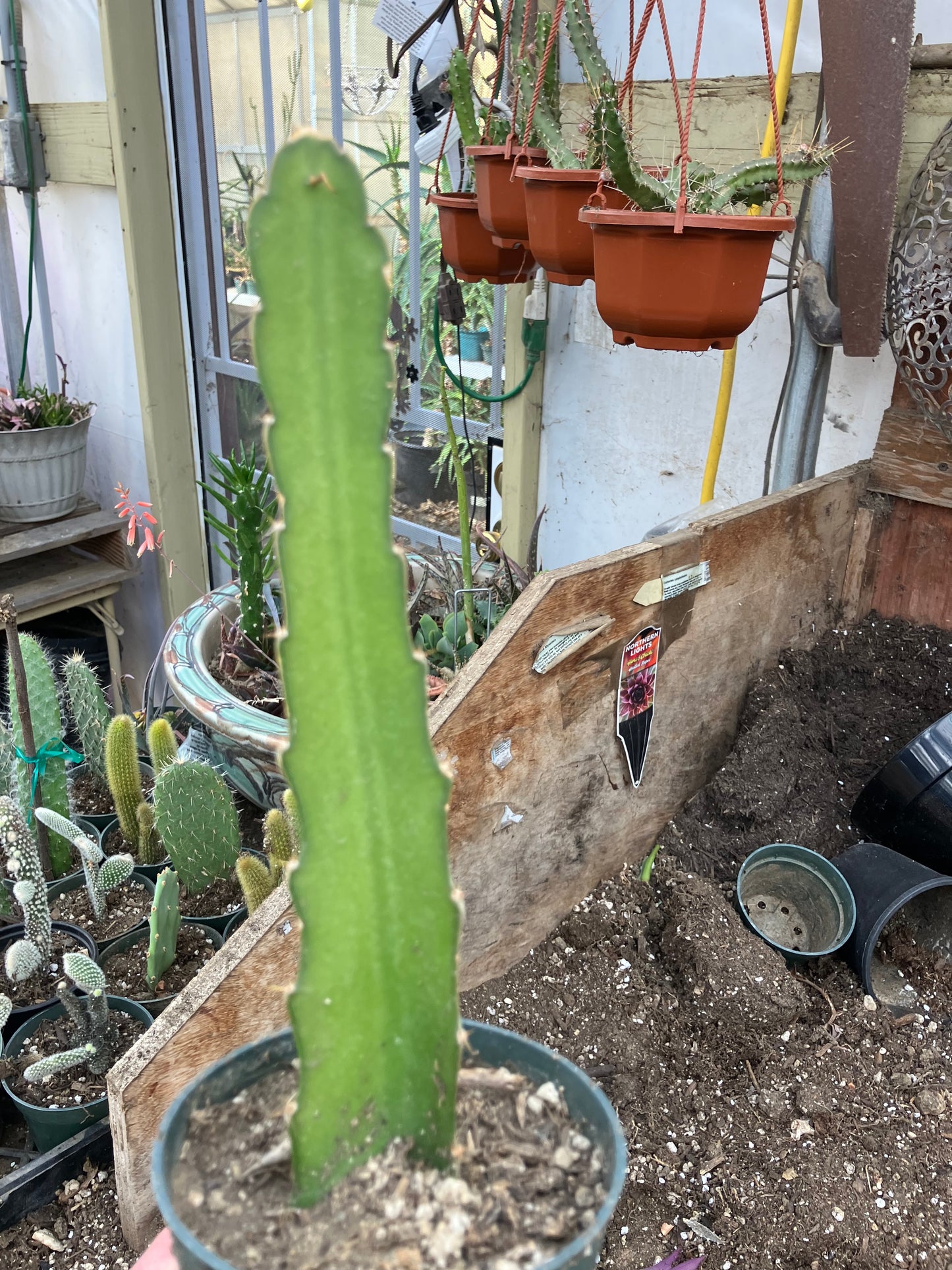 Dragon Fruit Plant Rooted Pitaya or Pitahaya 16" Tall #969G