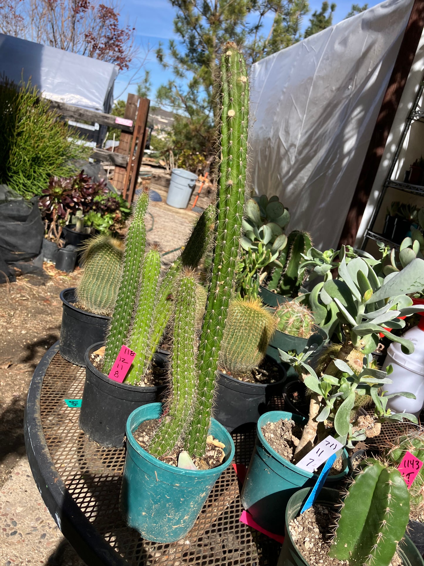 Echinocereus pensilis Snake Cactus Plant 17,10"Tall #710P
