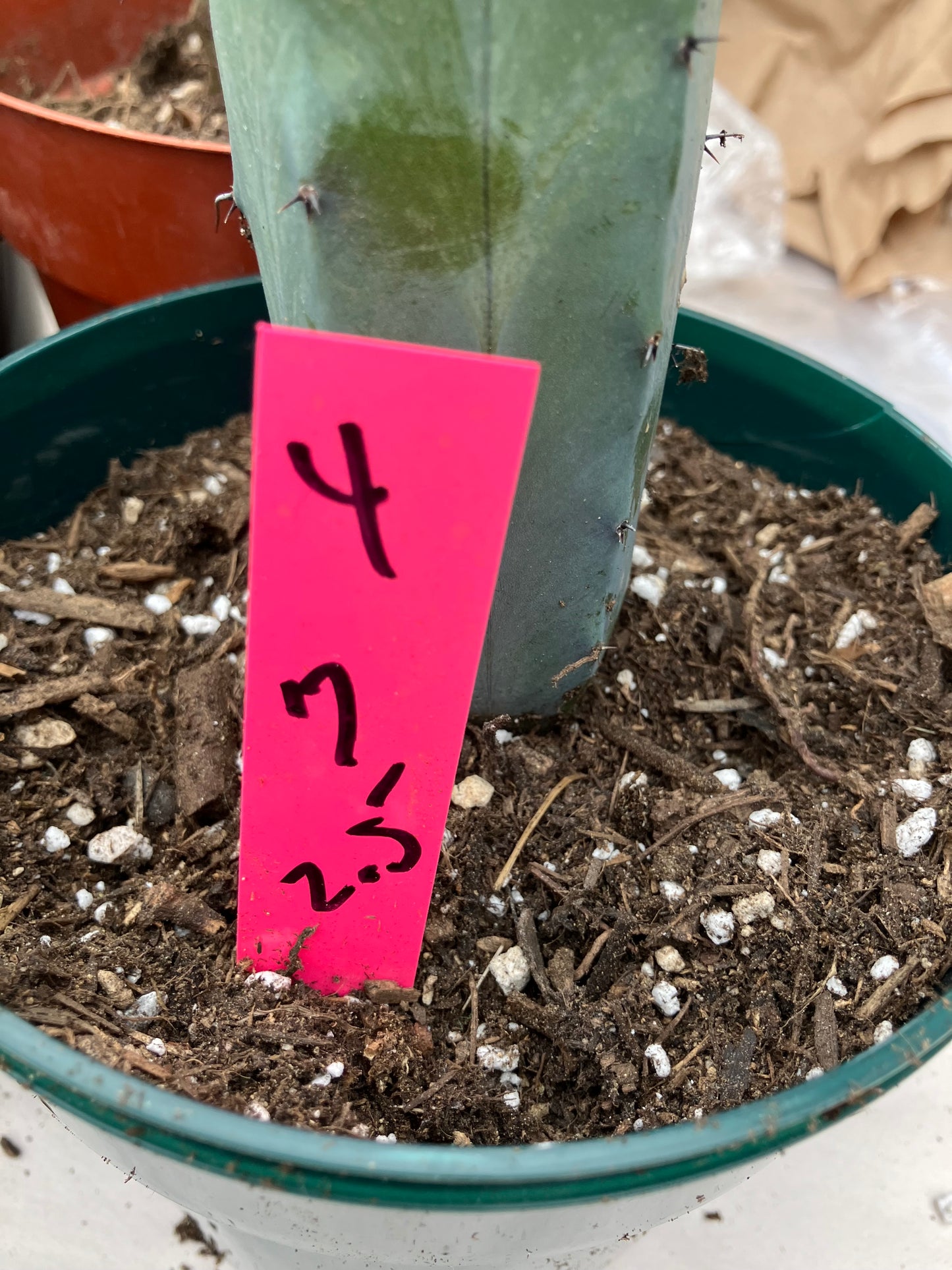 Myrtillocactus cochal Candelabra Cactus 7"Tall 2.5" Wide #4P