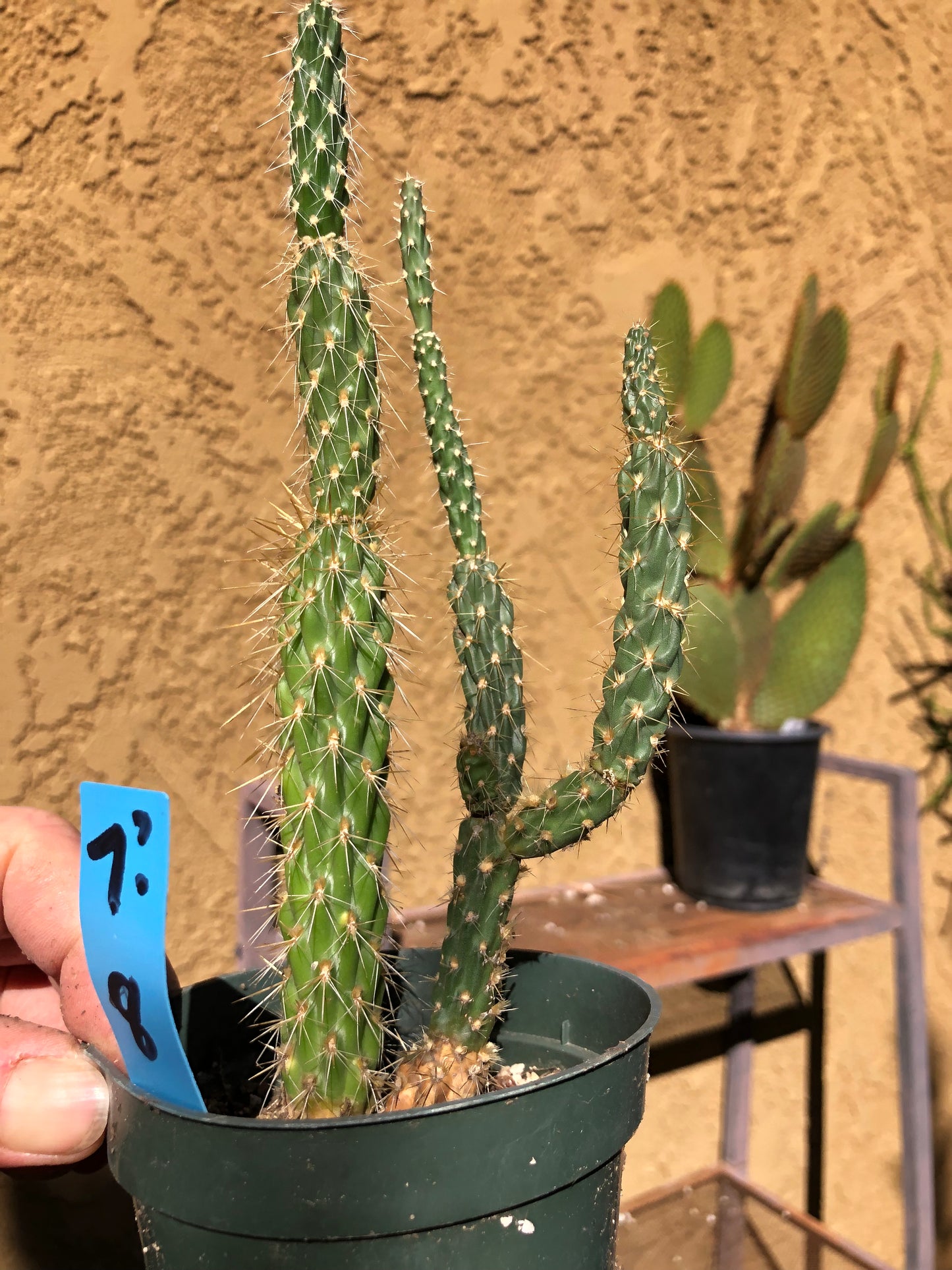 Cholla Cylindropuntia  Buckhorn Cactus 8”Tall #7B